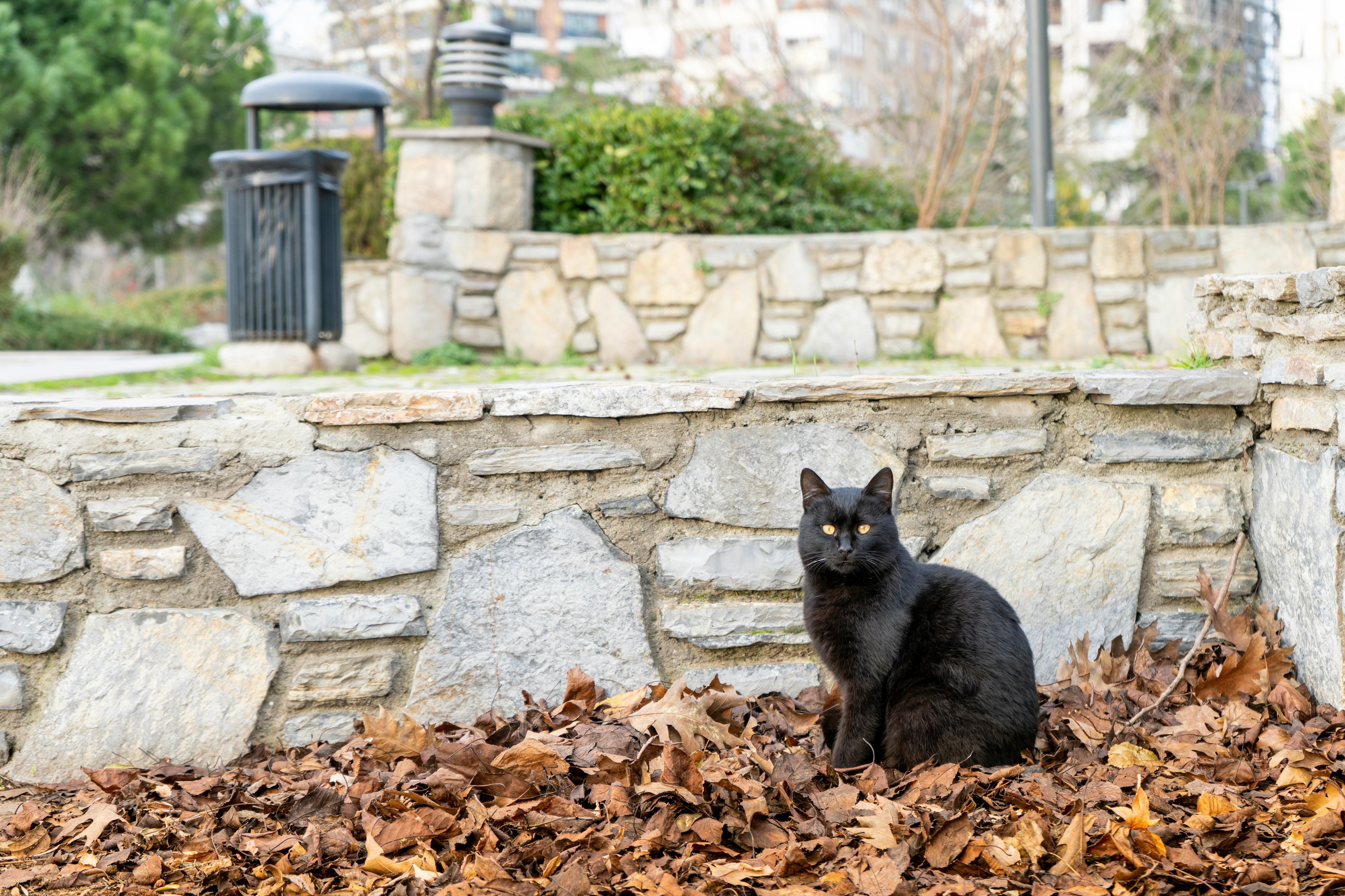 Attentional Control: How to Improve Your Focus and Concentration