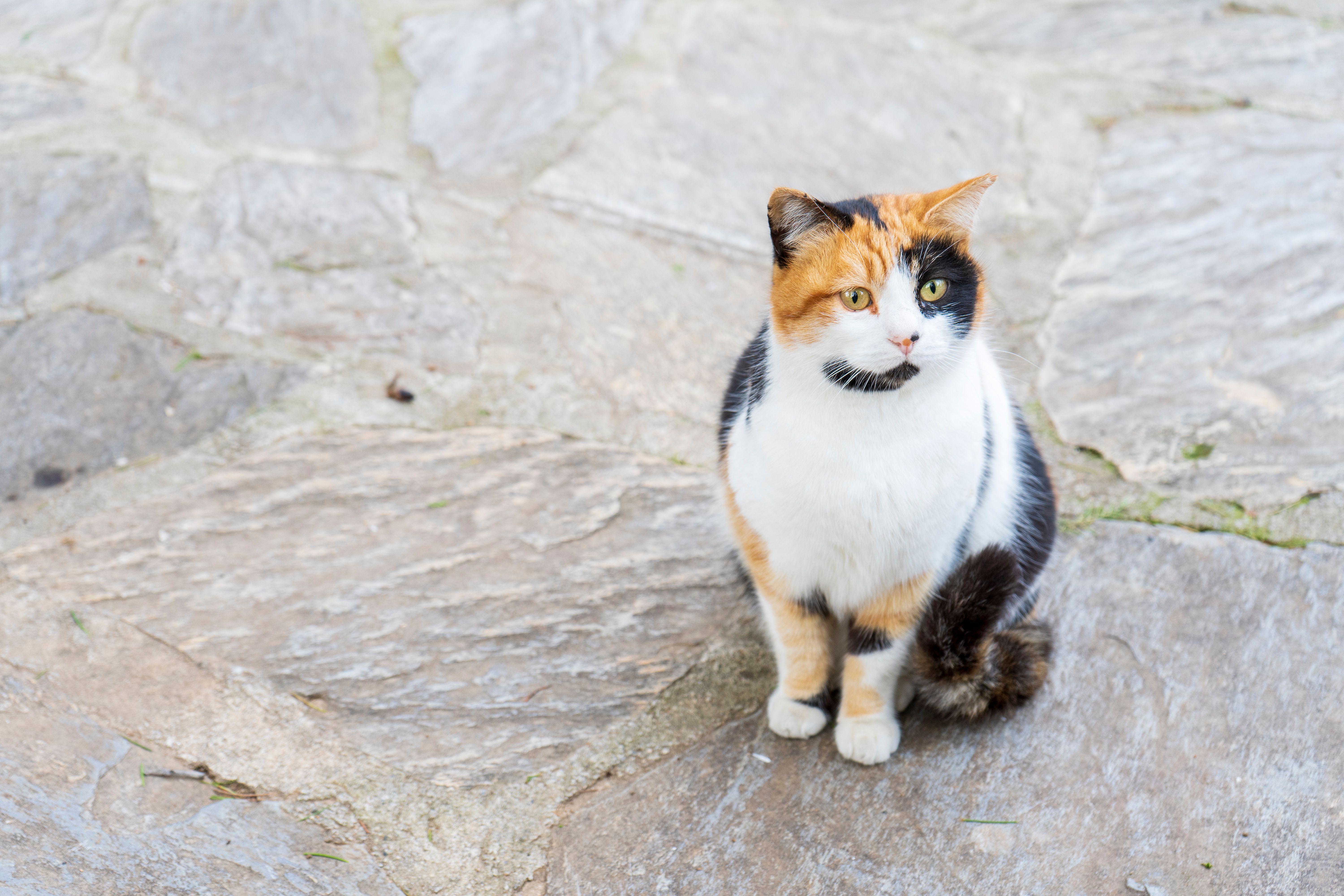 Tricolor Calico Cat Sitting on Stone Pavement · Free Stock Photo