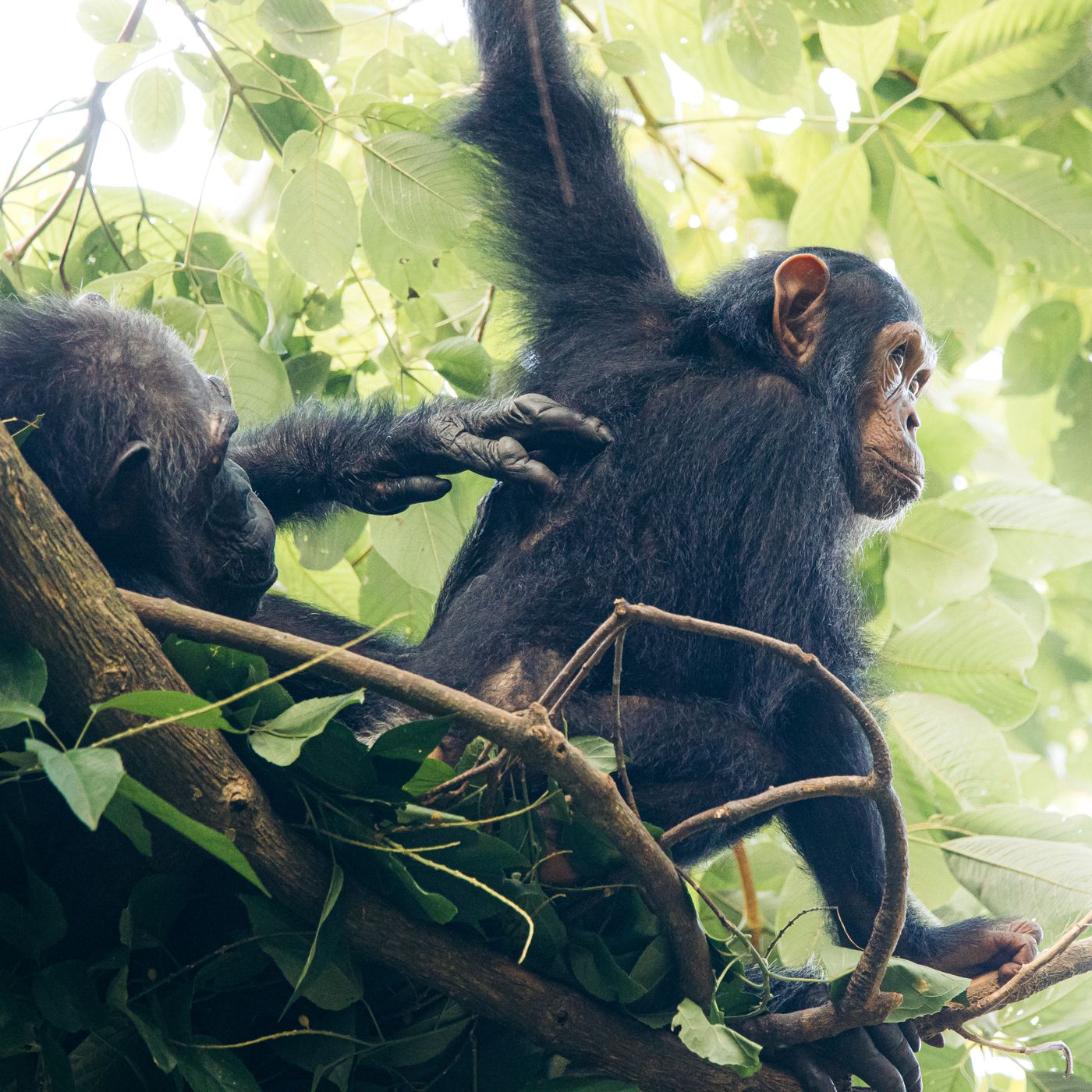 Chimpanzés em uma floresta da Tanzânia