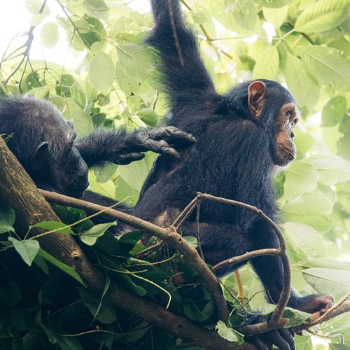 Free Two chimpanzees interacting in a lush forest in Tanzania's Kigoma region. Stock Photo