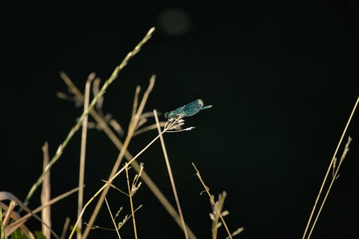 Macro shot of a dragonfly resting on twigs with a dark blurred background, showcasing nature's intricate beauty.