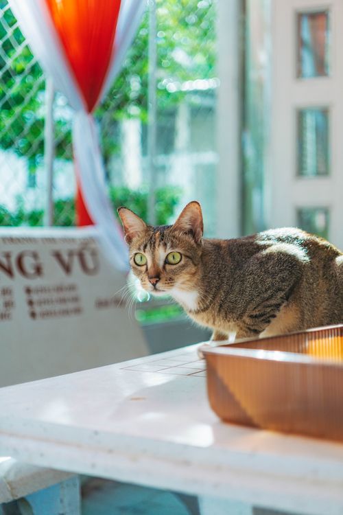 Free A curious tabby cat sits by a sunlit window indoors, with vibrant colors and natural lighting. Stock Photo