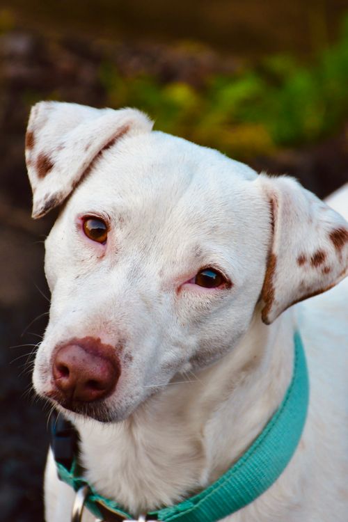 Free A cute dog with a white coat and brown spots wearing a green collar outdoors. Stock Photo