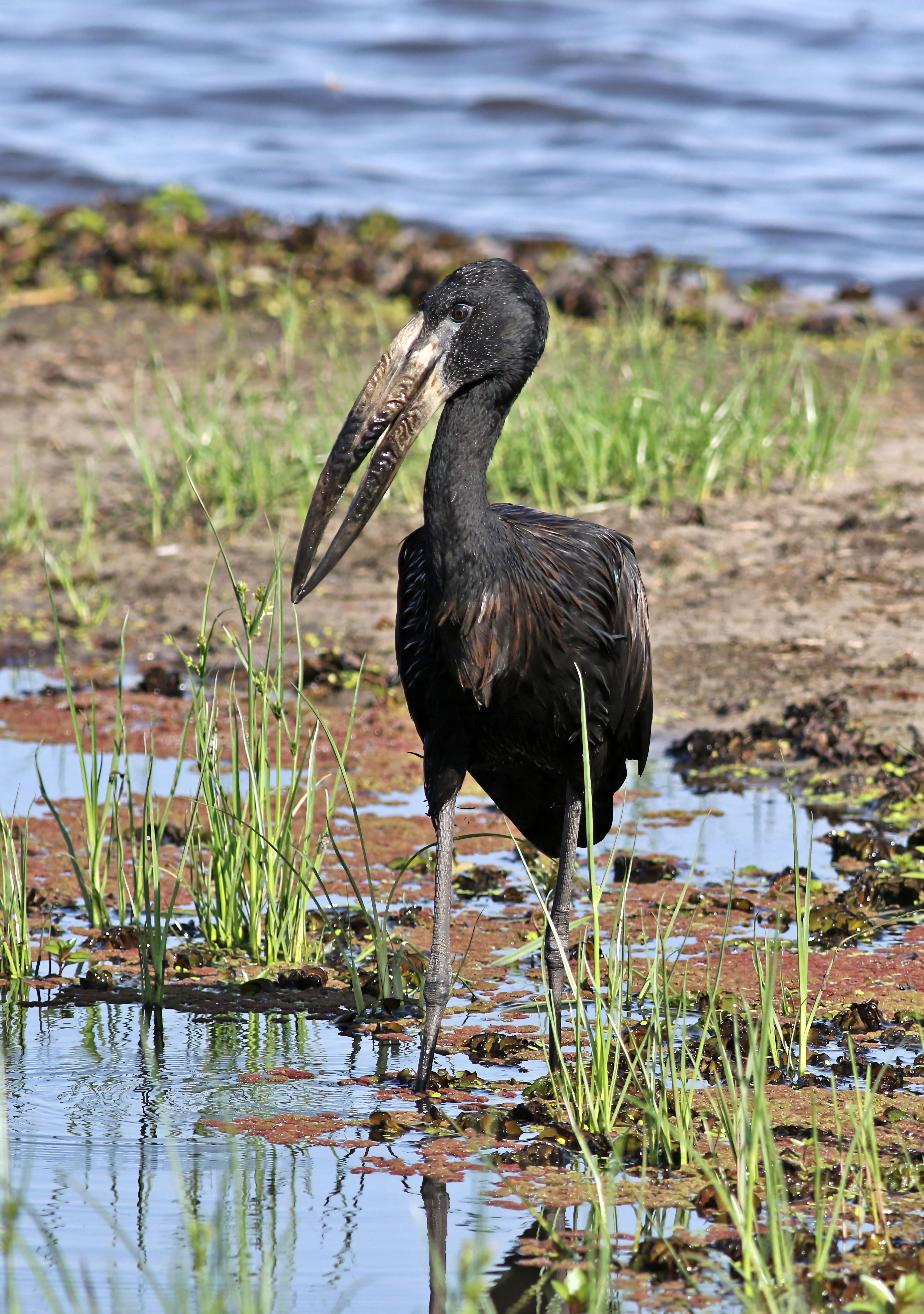 Botswana | Travel Republic Africa | travelrepublicafrica.com