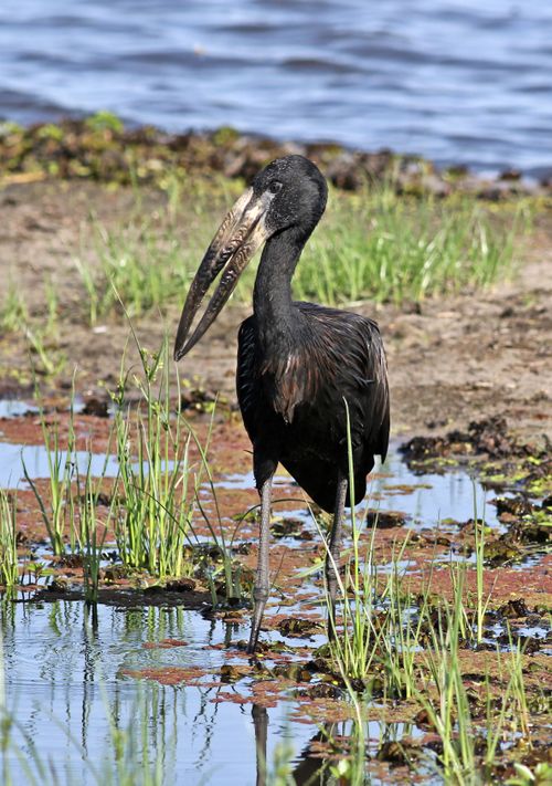 Free Elegant African Openbill (Anastomus lamelligerus) wading through Chobe National Park wetlands. Stock Photo