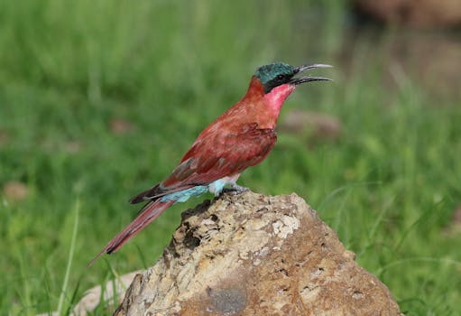 Vibrant Southern Carmine Bee-eater (Merops nubicoides) on a rock at Chobe National Park, Botswana.