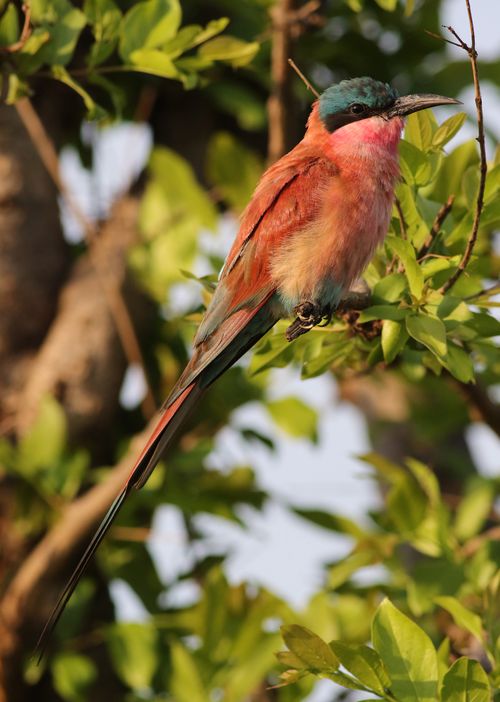 Free A Southern Carmine Bee-eater perched on a branch in vibrant foliage in Botswana. Stock Photo
