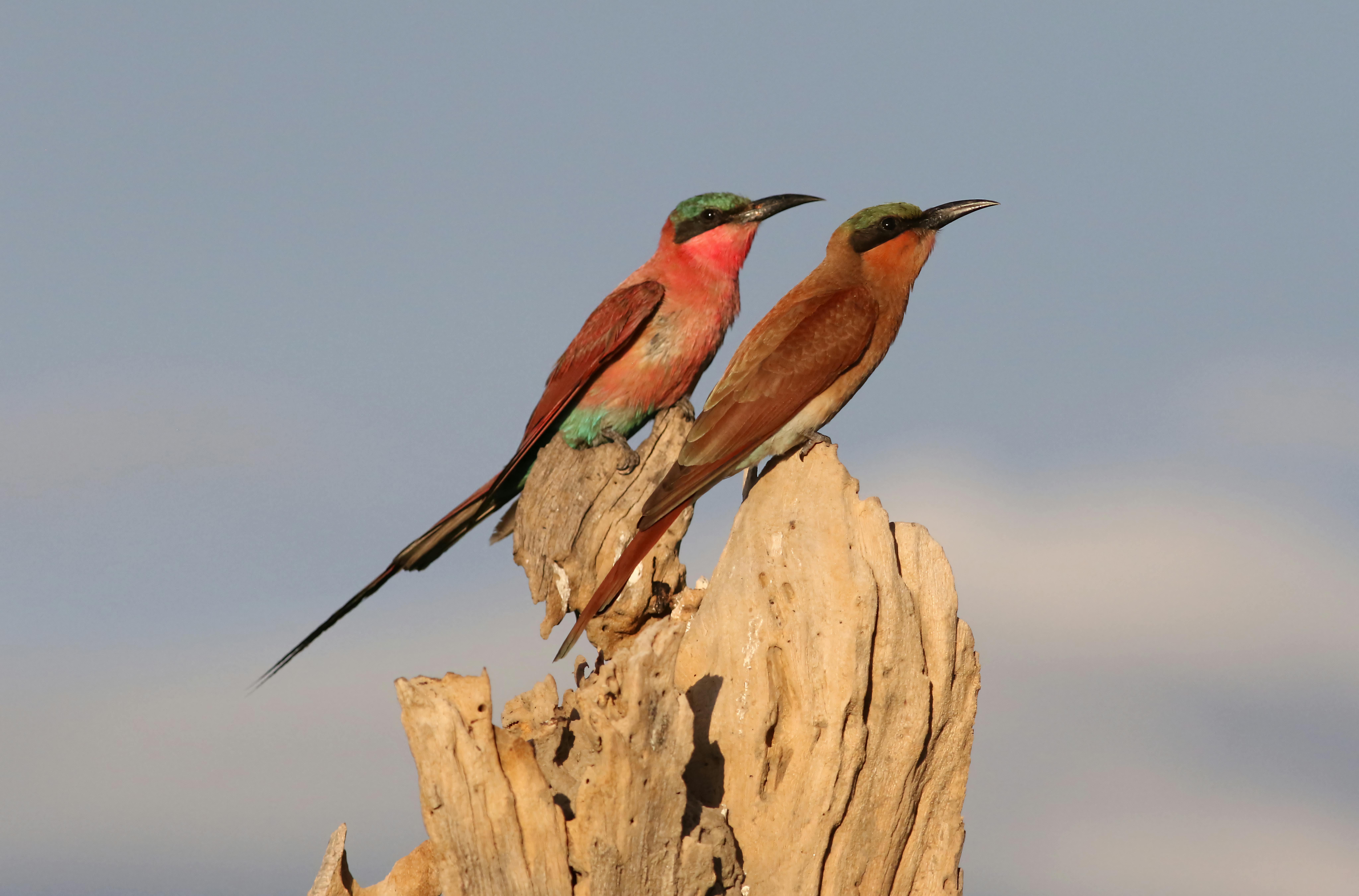 Essential Safari Tips and Travel Advice for Capturing Stunning Photography