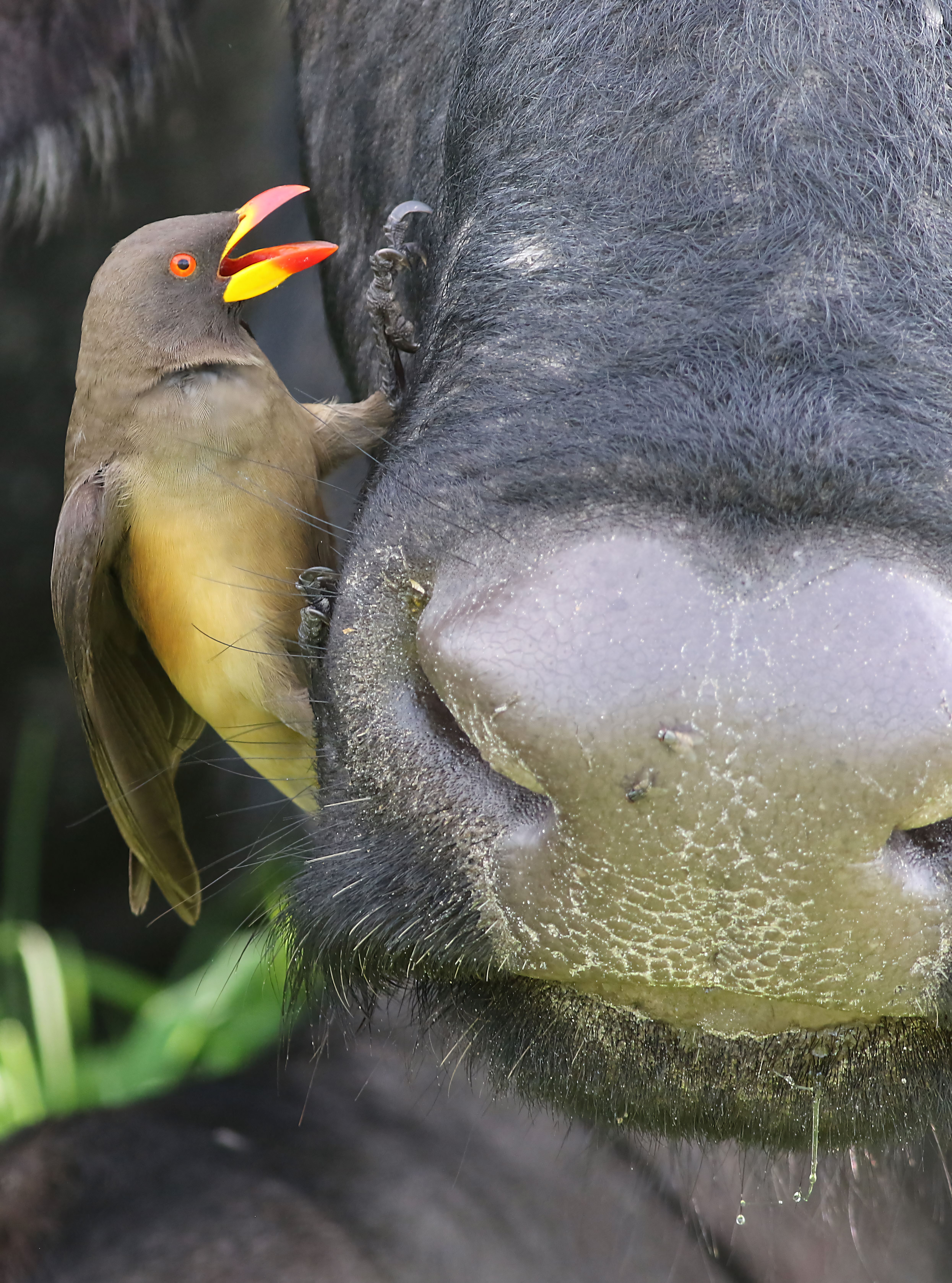 Close-up of a yellow-billed oxpecker on an African buffalo, highlighting their symbiotic relationship in Botswana.