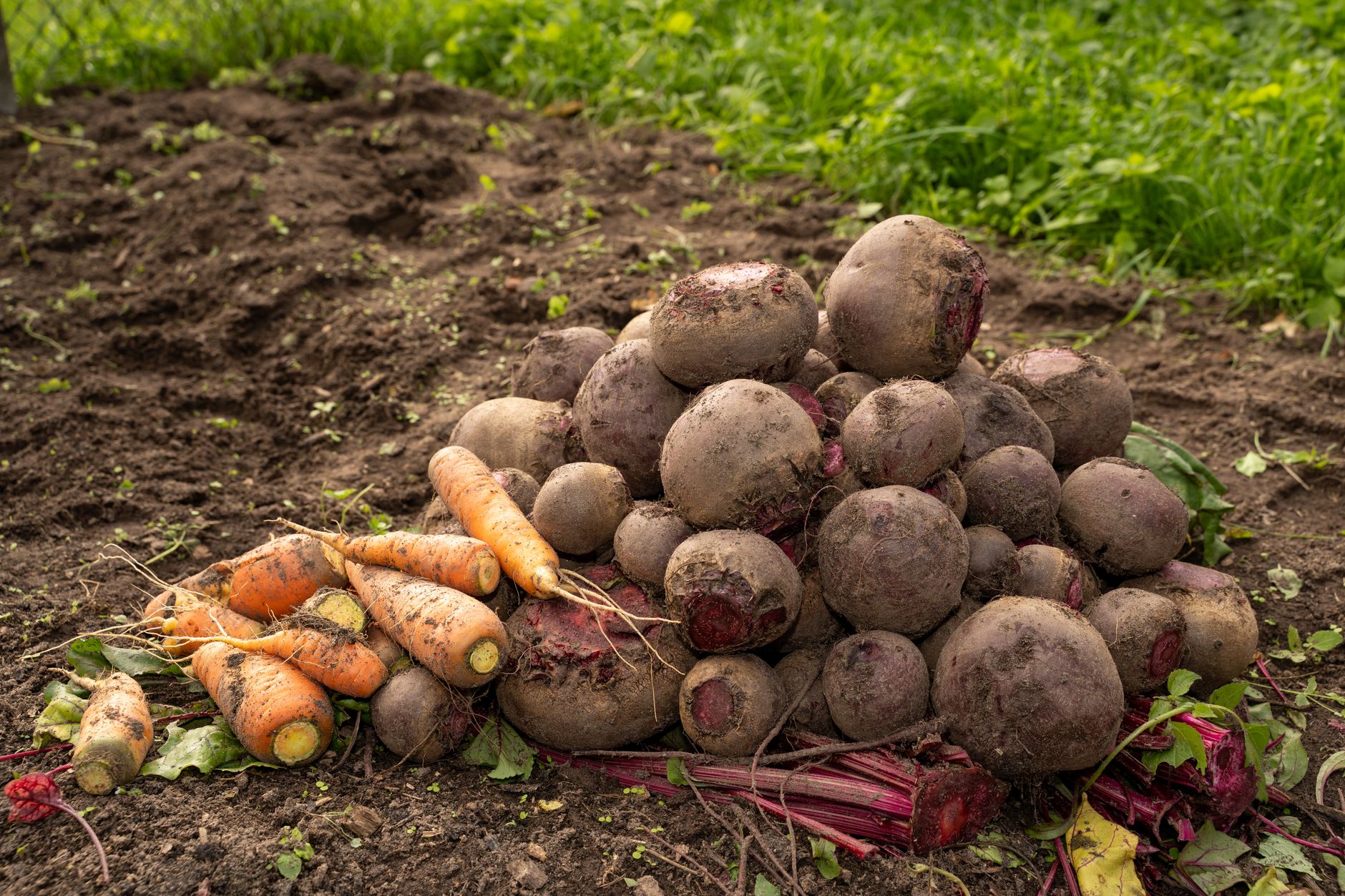 Saving Seeds from Biennial Vegetables: Overwintering Techniques and Bolting Strategies for Carrots, Beets, and Parsley