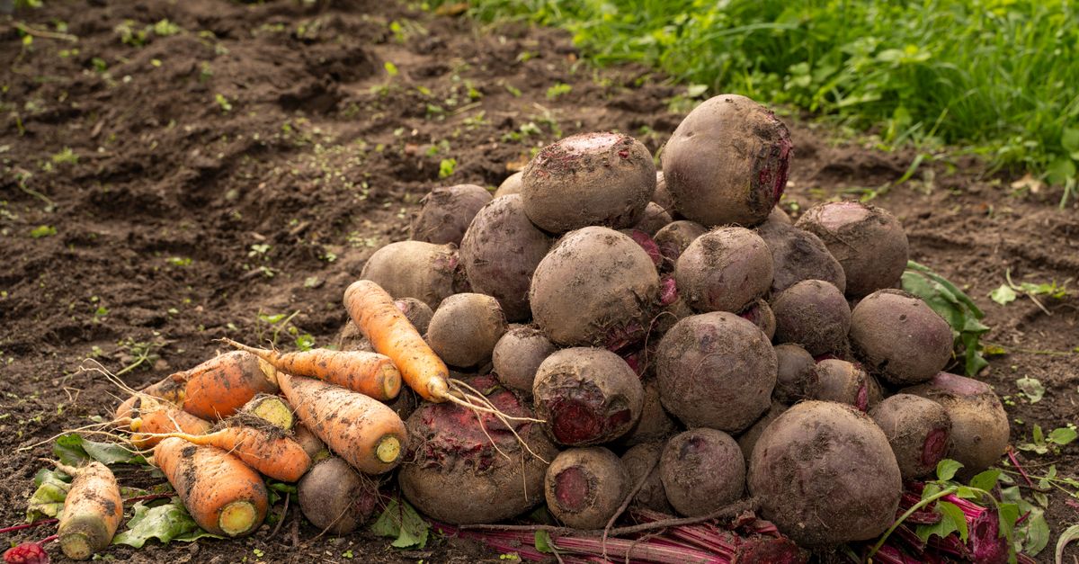 Guide Complet pour Cultiver des Légumes de A à Z