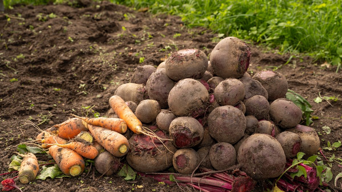 Les meilleures associations de légumes pour lhiver - illustration