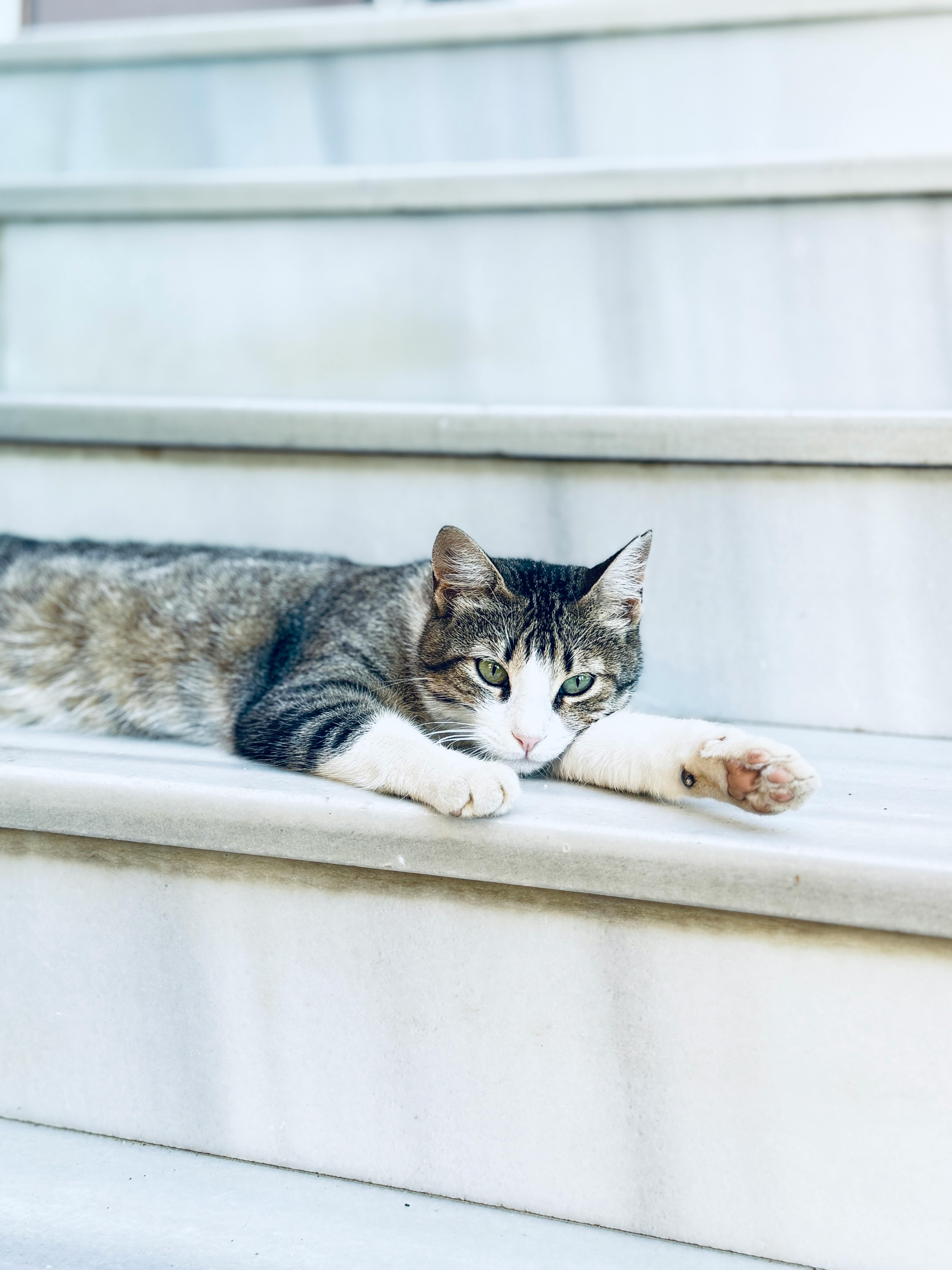 A relaxed cat lounging on marble steps, enjoying a peaceful outdoor setting.