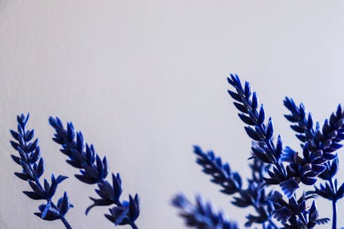 白い背景の上の青い植物のビュー
