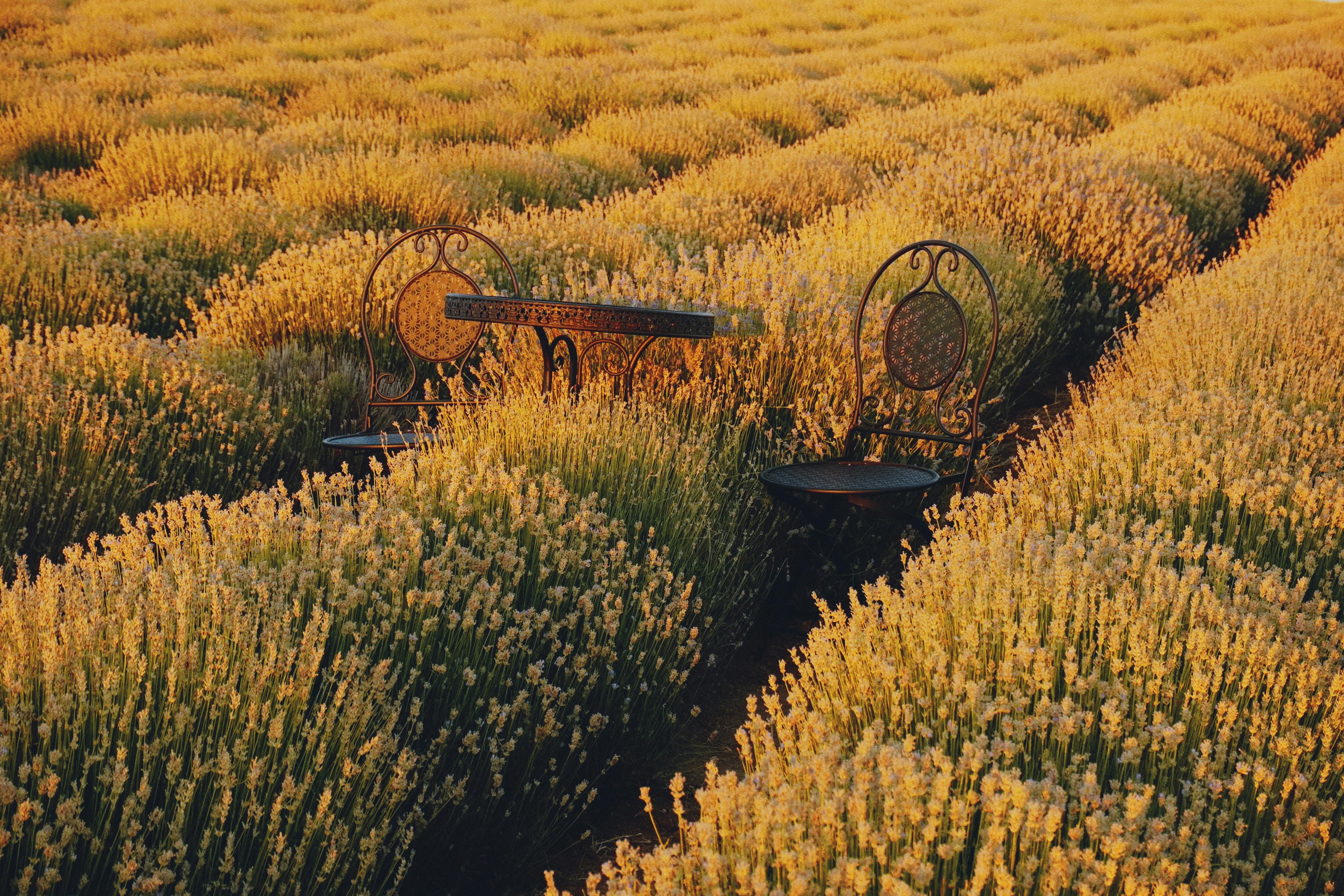 Serene iron table and chairs set in a lush, sunlit lavender field, creating a tranquil escape.