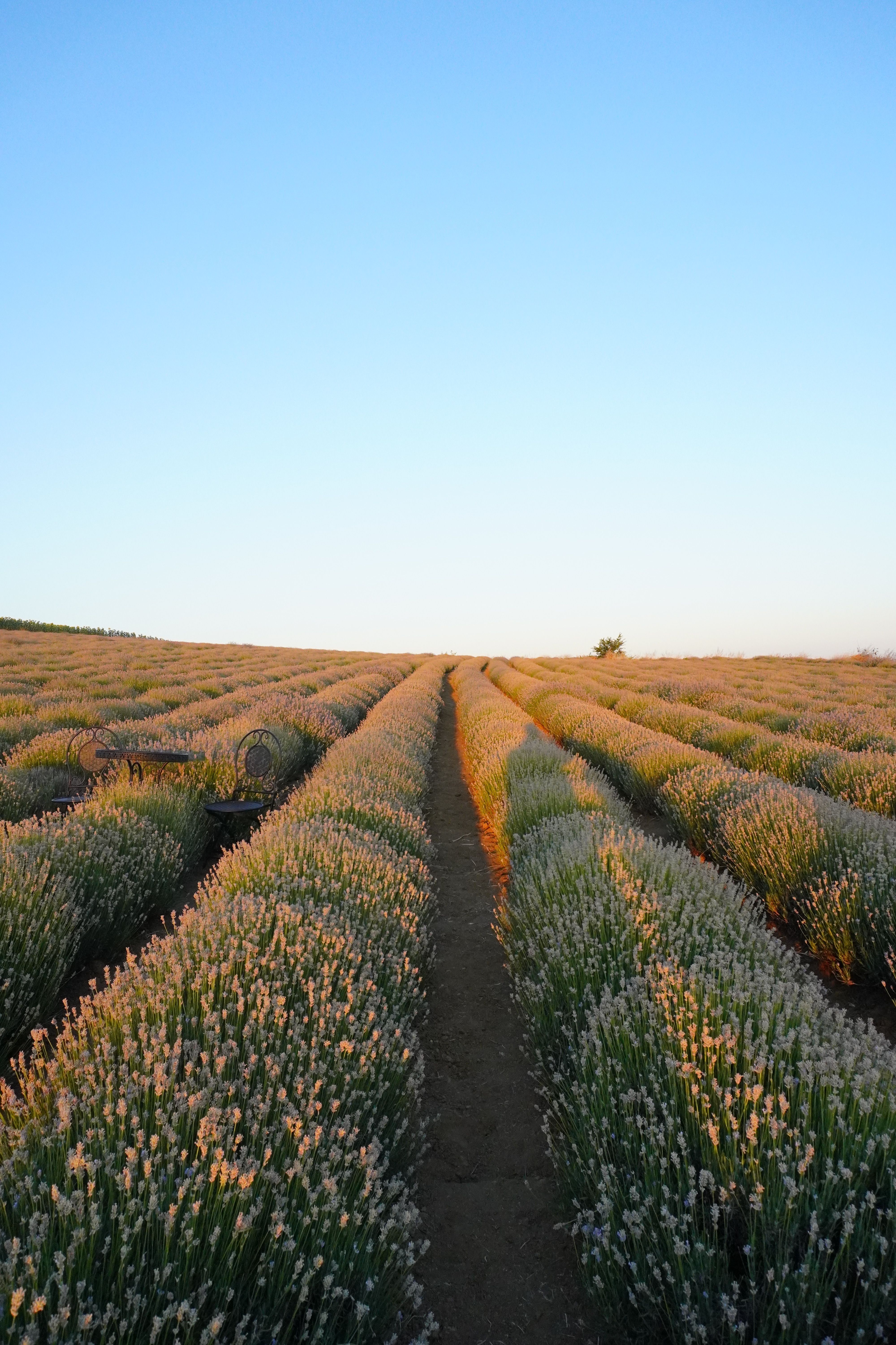 Serene lavender field under a clear sunset sky, perfect for relaxation themes.. serene, lavender, field