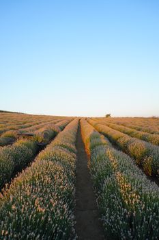 Serene lavender field under a clear sunset sky, perfect for relaxation themes.. serene, lavender, field