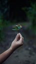 Close-Up of Hand Holding Wildflower in Forest Setting