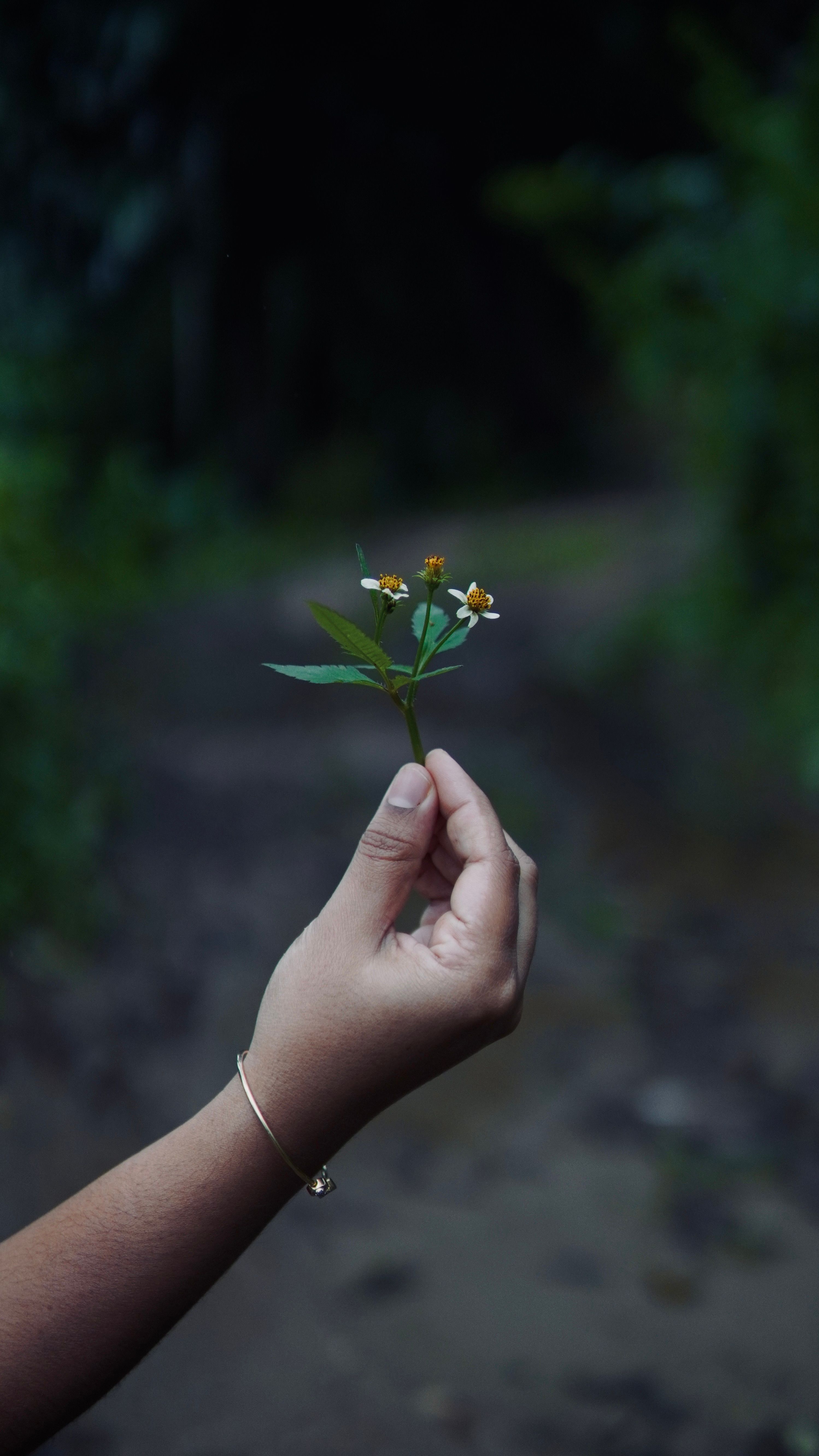 Close-Up of Hand Holding Wildflower in Forest Setting · Free Stock Photo