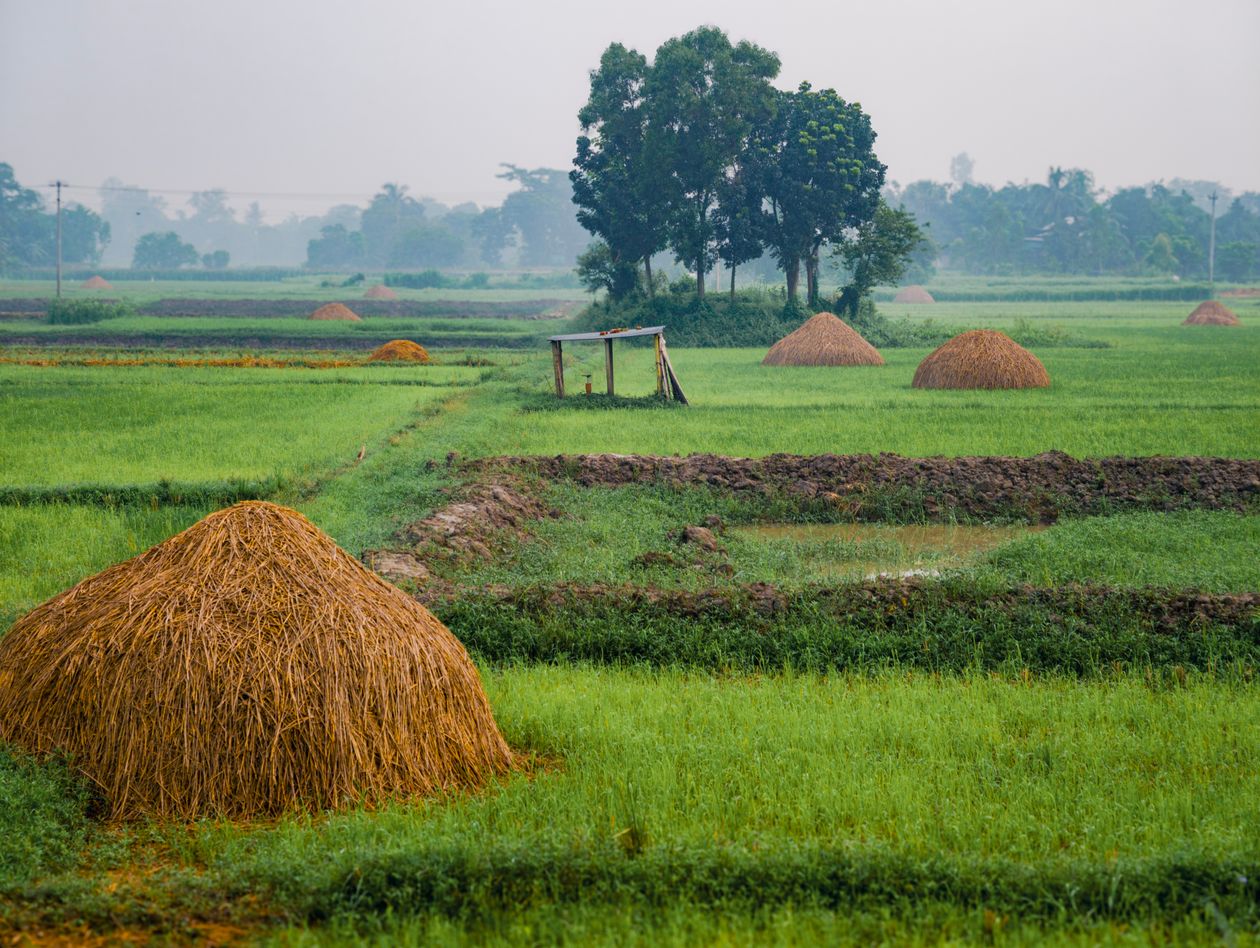 Cánh đồng nông thôn với đụn rơm vàng dưới bầu trời quang đãng