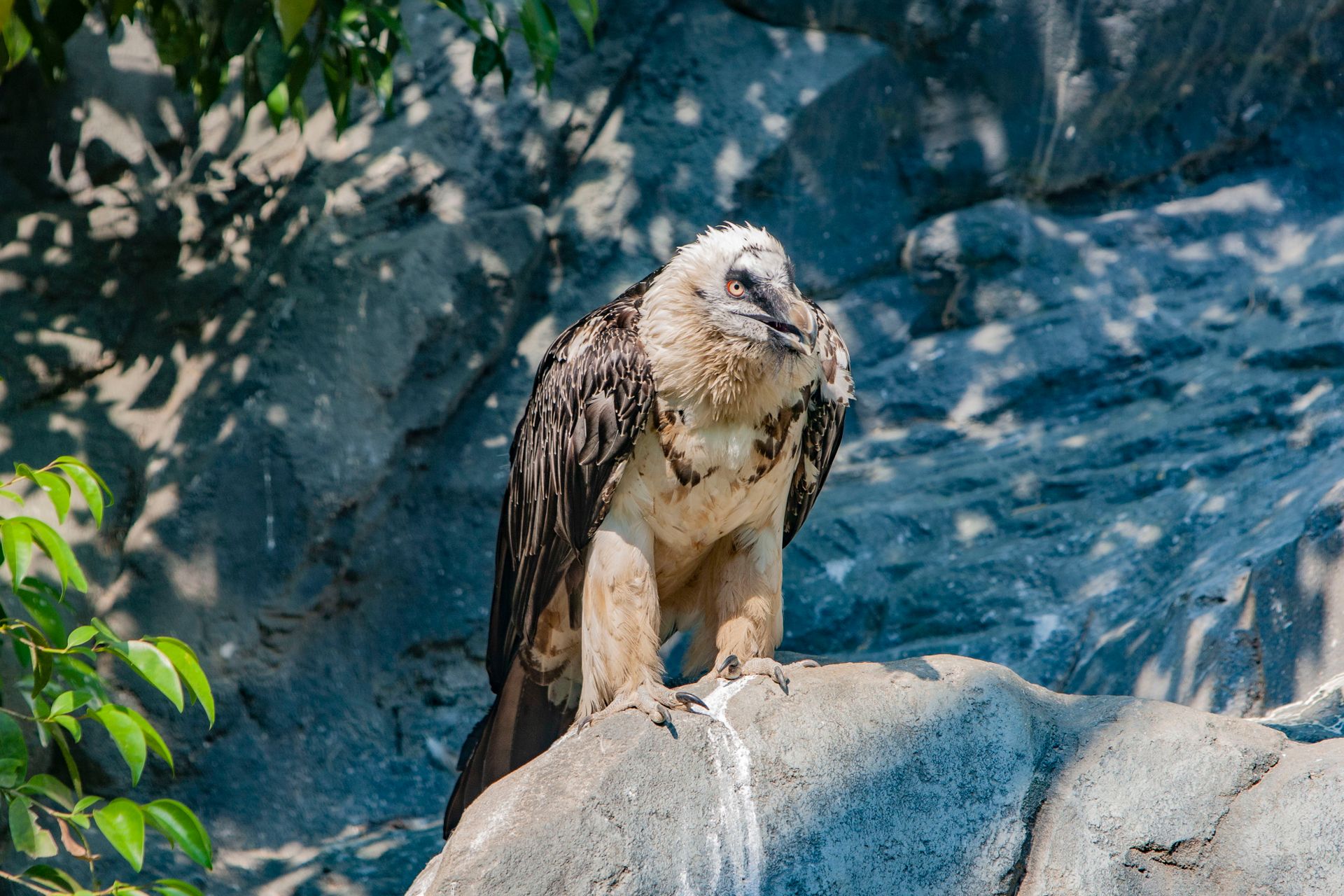 Close-up of a bearded vulture on a rock in natural setting.