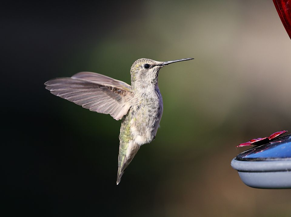 A stunning close-up of an Anna's hummingbird in flight near a feeder. Perfect for nature lovers.