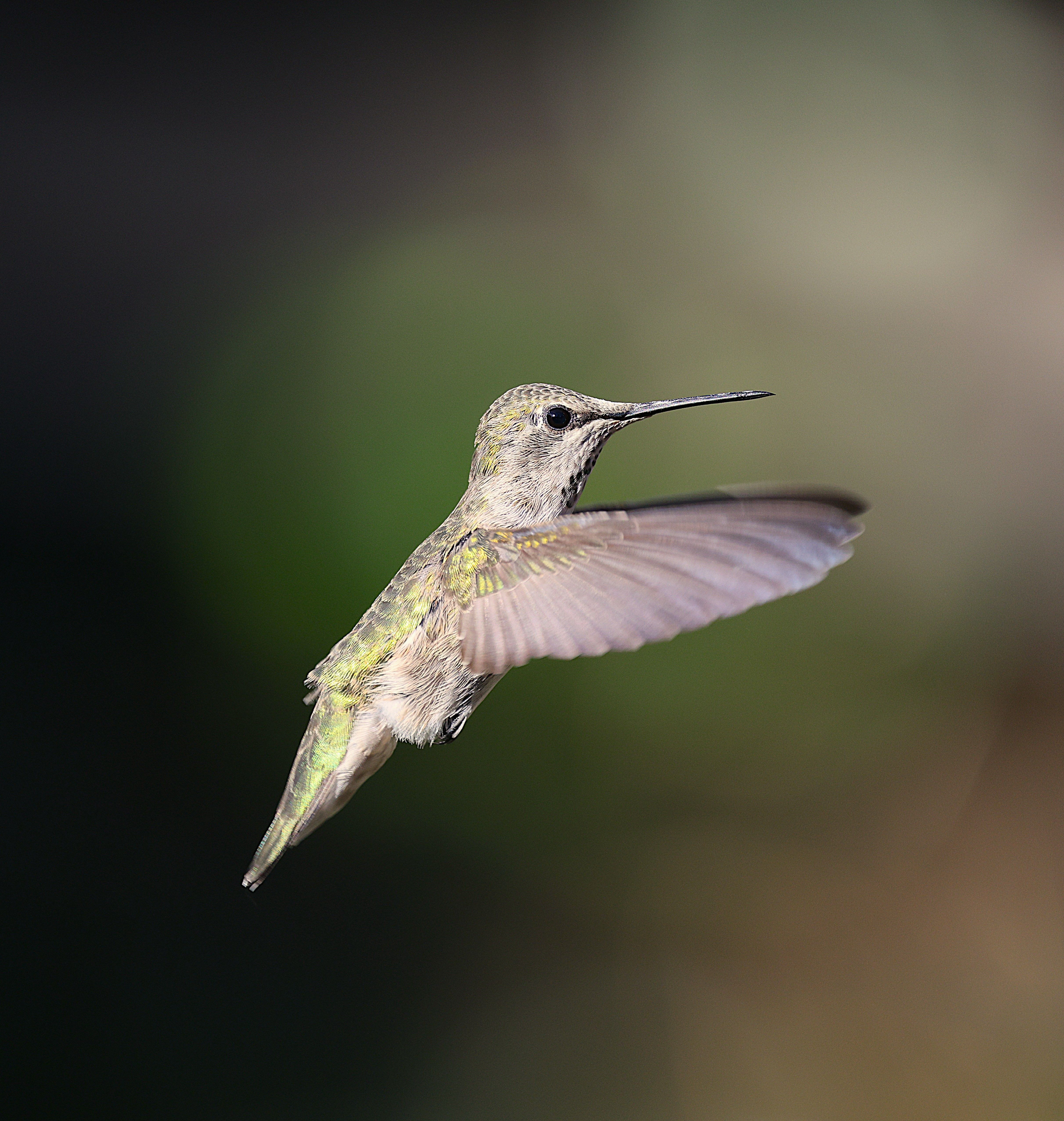 Stunning Anna's Hummingbird in Flight · Free Stock Photo