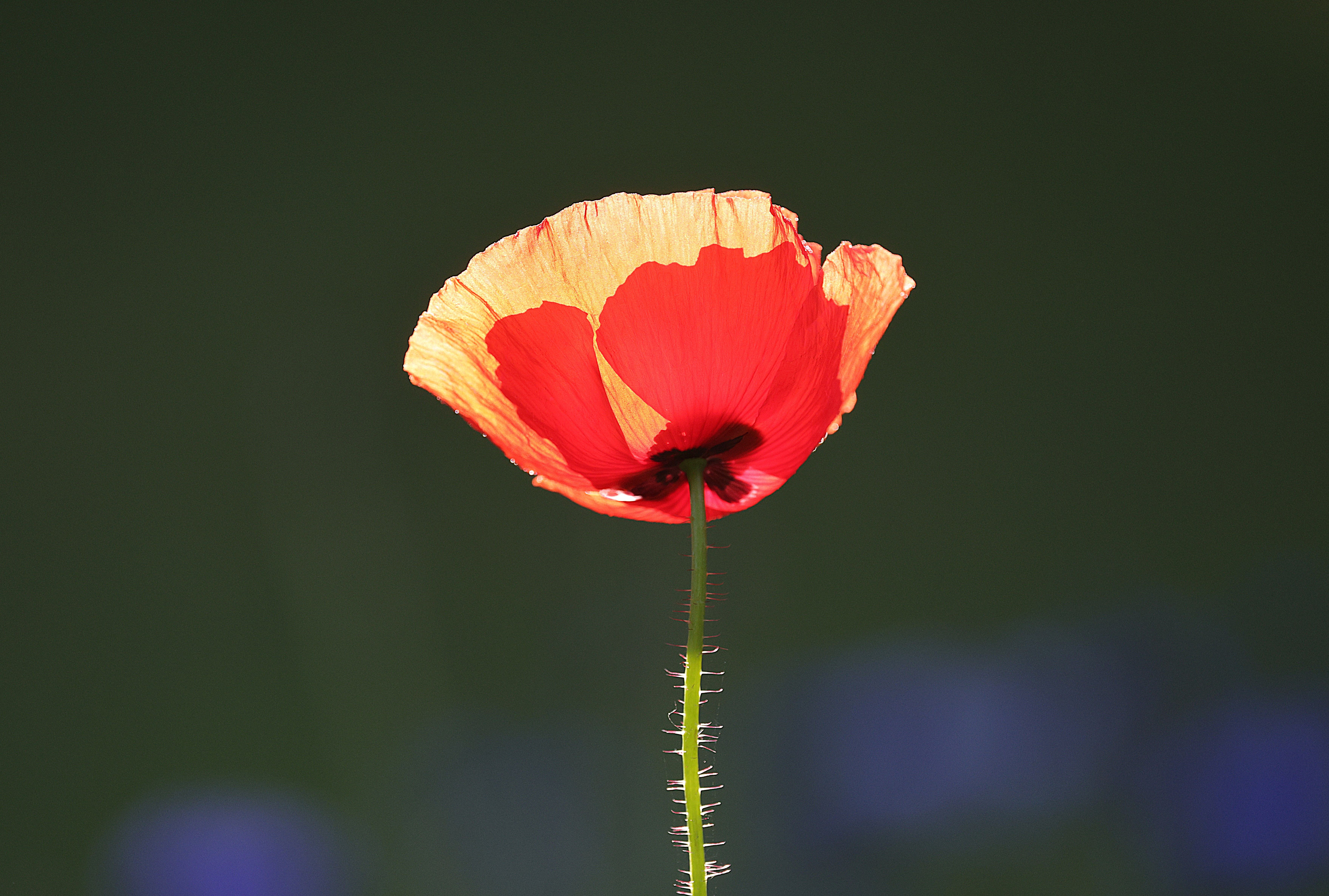 Vibrant Red Poppy Bloom in Sunlight · Free Stock Photo