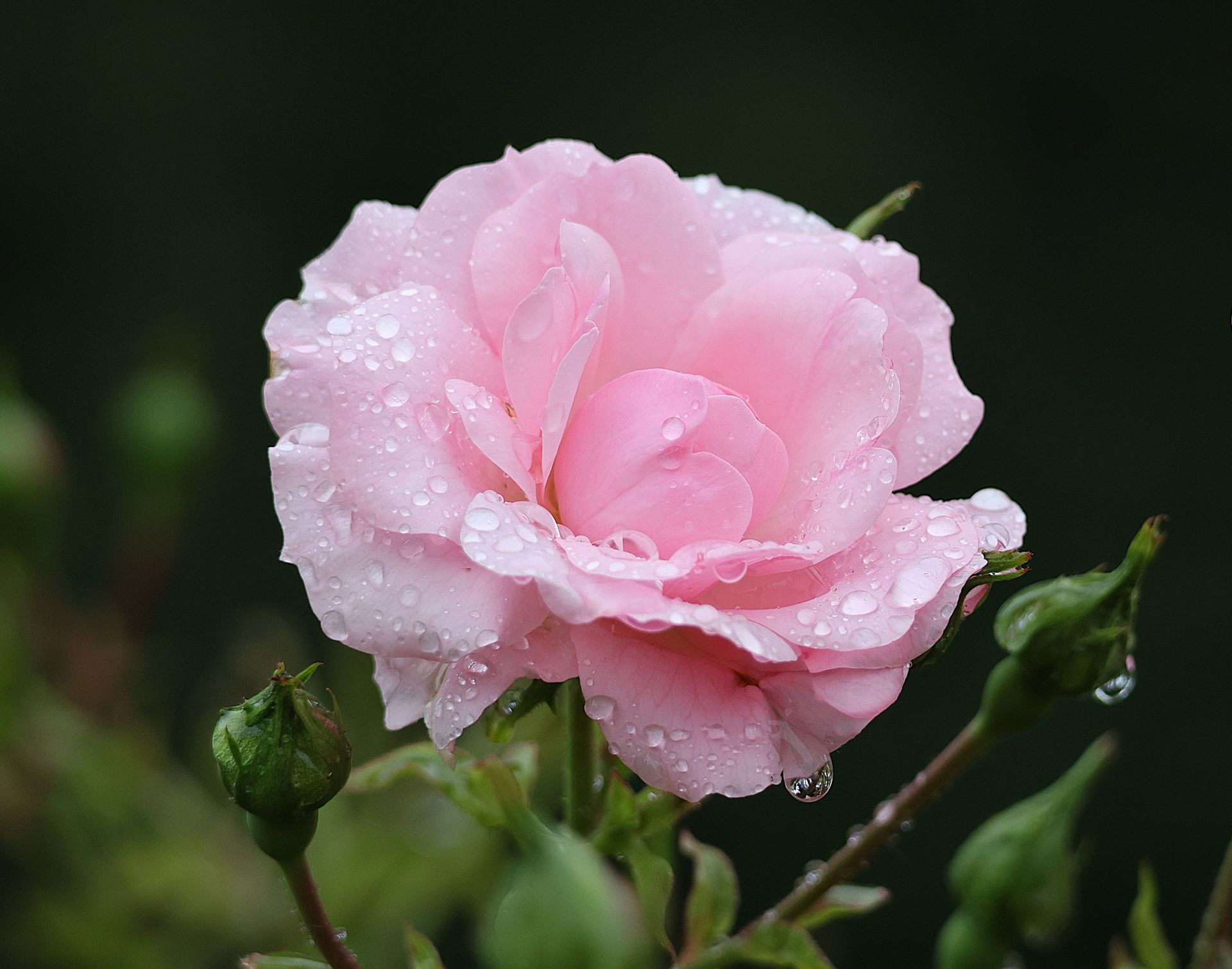 Close-up of a blooming pink rose with fresh dewdrops, captured in a serene garden setting.