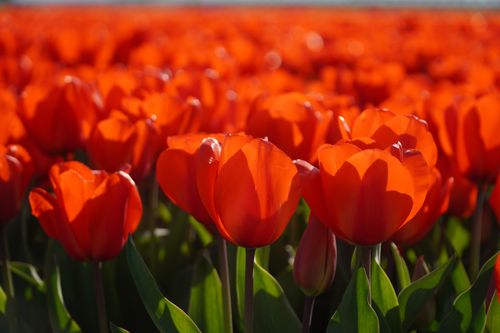 Free Explore the vibrant red tulips in full bloom during spring at this breathtaking field. Stock Photo