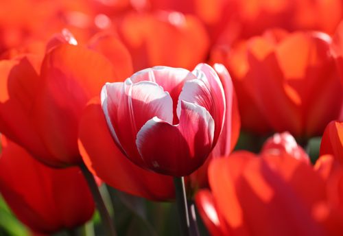 Free Close-up of vibrant red tulips blooming in a sunny spring field, showcasing natural beauty. Stock Photo