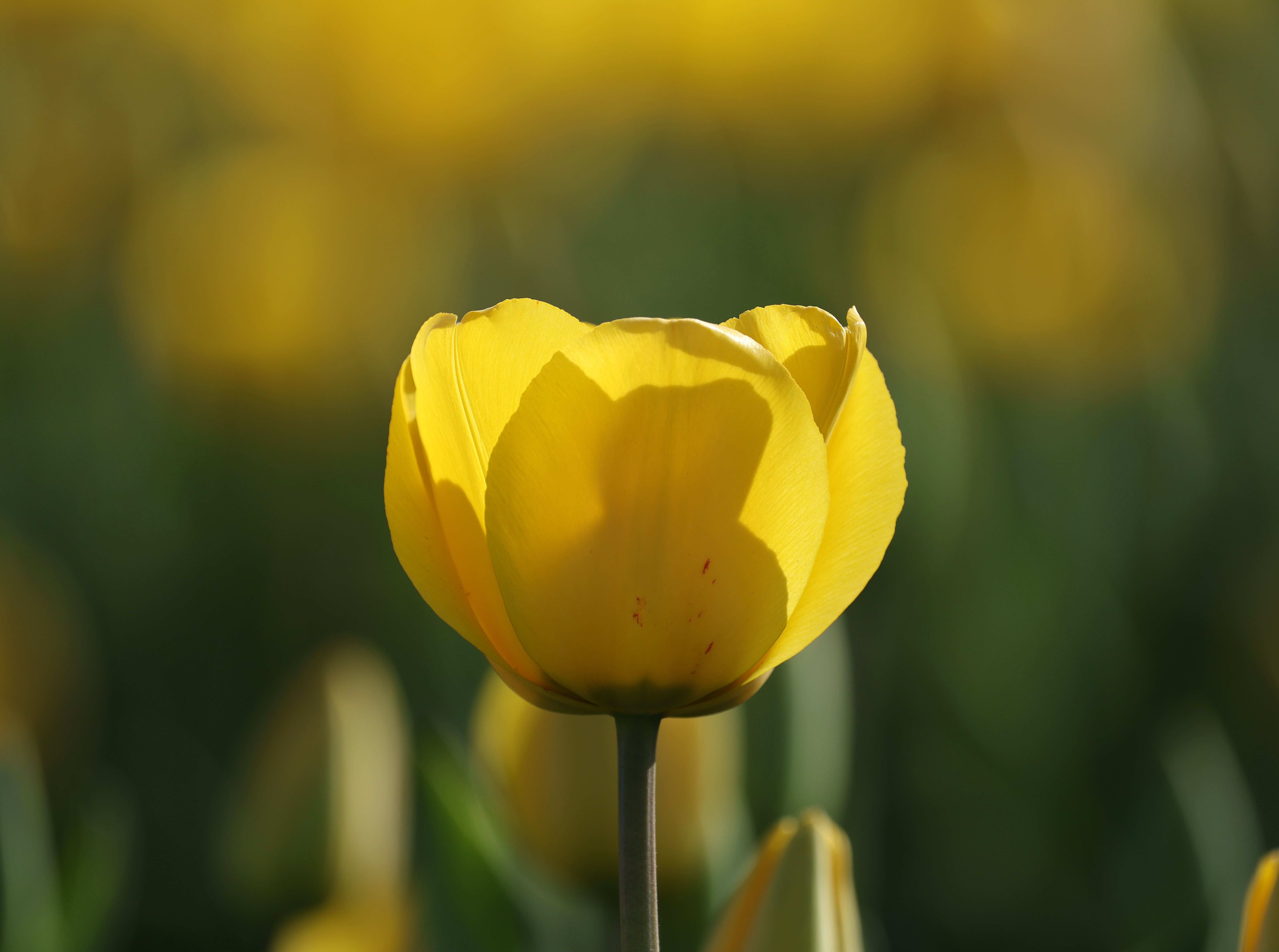Close-Up of a Blooming Yellow Tulip in Spring · Free Stock Photo