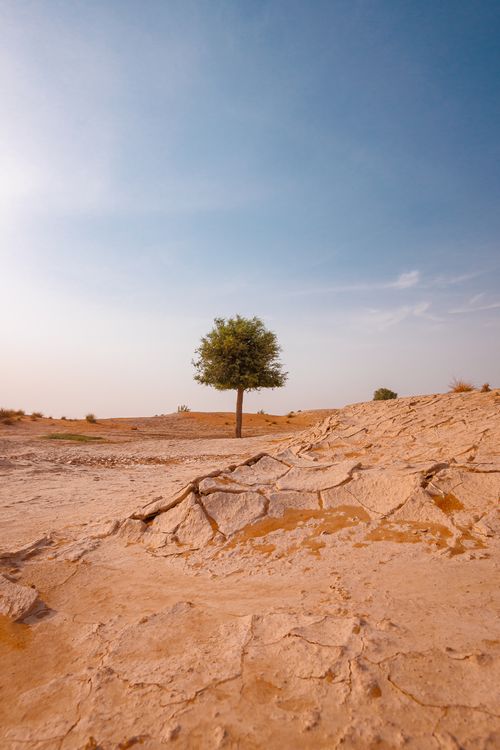 Free A solitary tree stands in the desert landscape of Sharjah, UAE, under a vast blue sky. Stock Photo