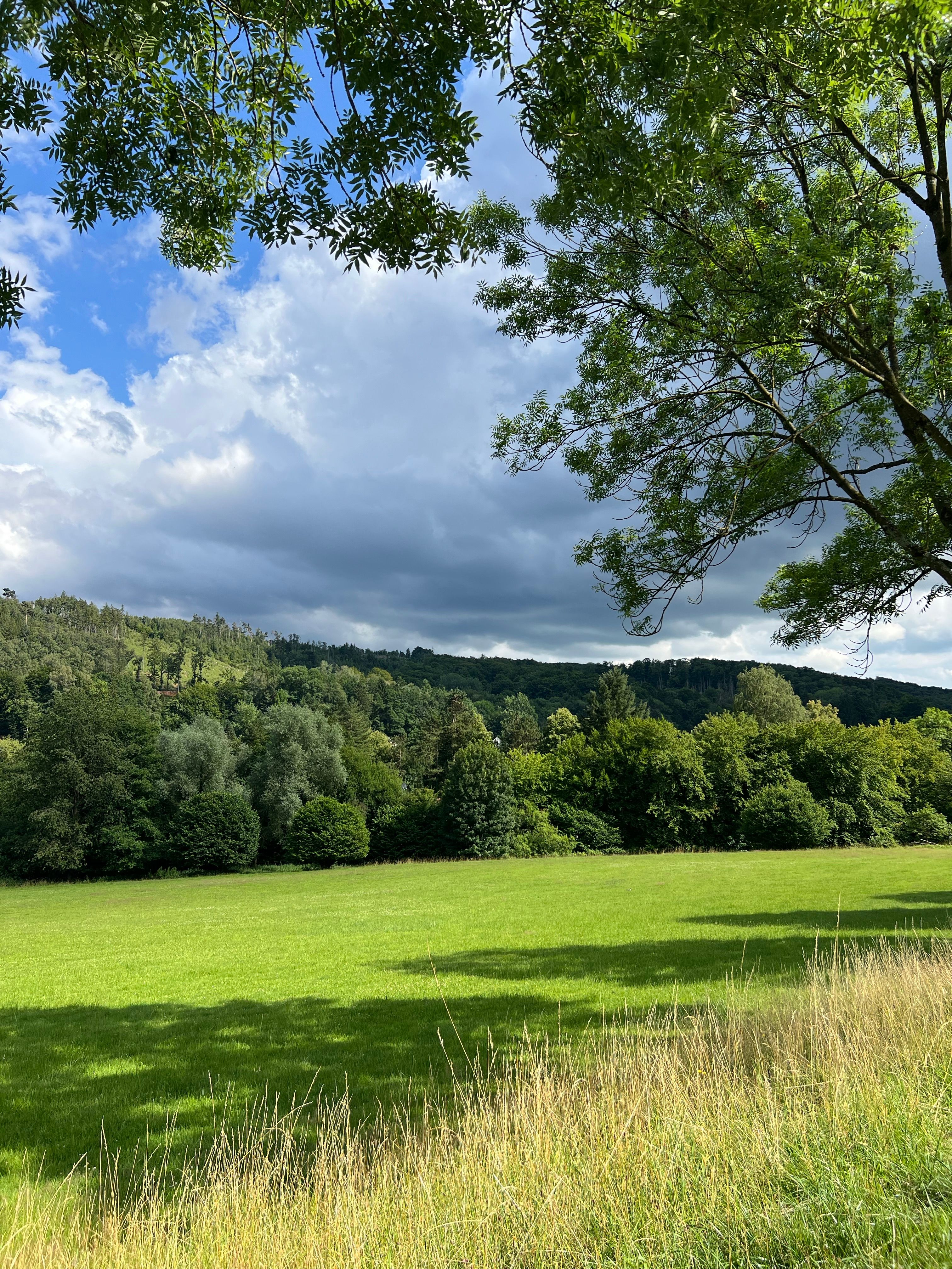 A Grass Field with Green Trees Under the Blue Sky and White Clouds ...