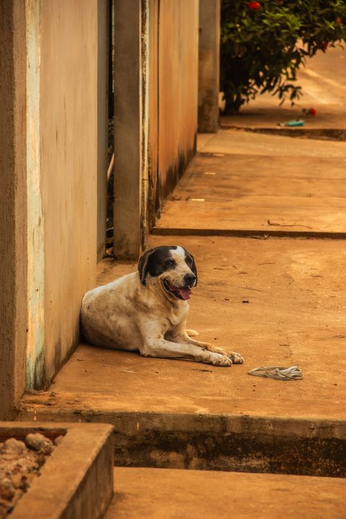 Free A dog sits comfortably on a sunny outdoor pavement, exuding a sense of relaxation and warmth. Stock Photo