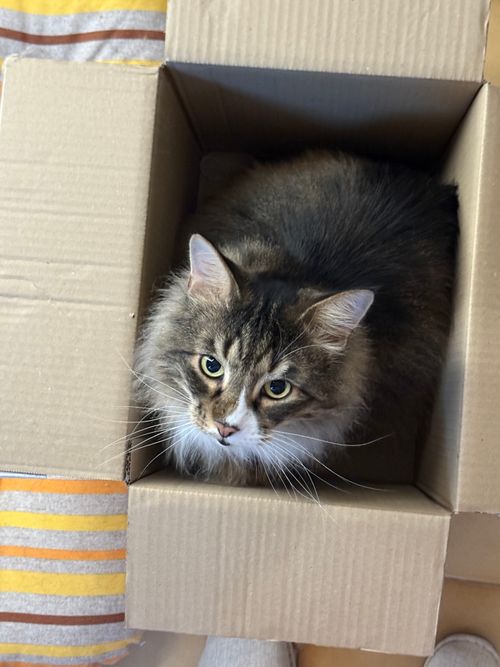 Free Fluffy Maine Coon cat sitting contently in a cardboard box indoors. Stock Photo