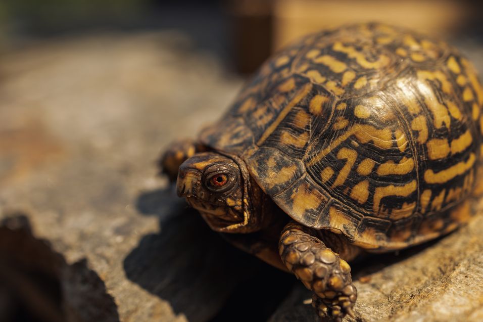 Common box turtle care, habitat, and conservation tips