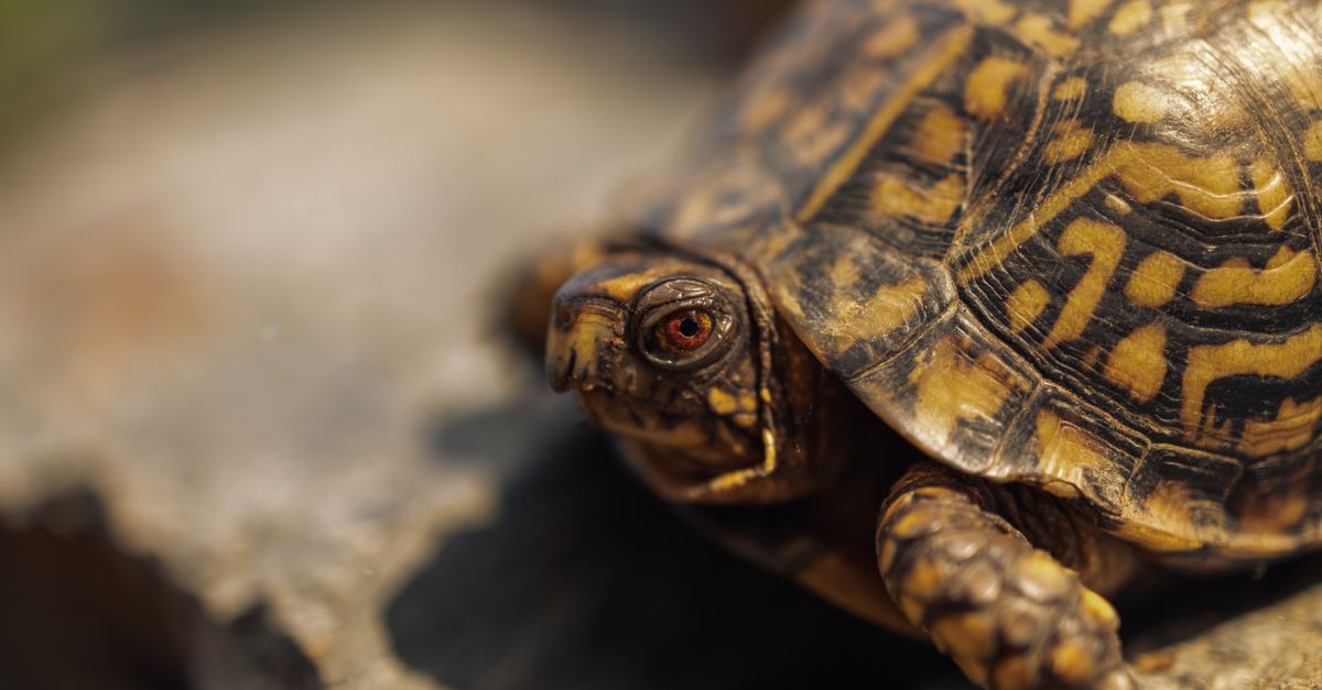 Eastern Box Turtle Close-Up in Gatlinburg · Free Stock Photo