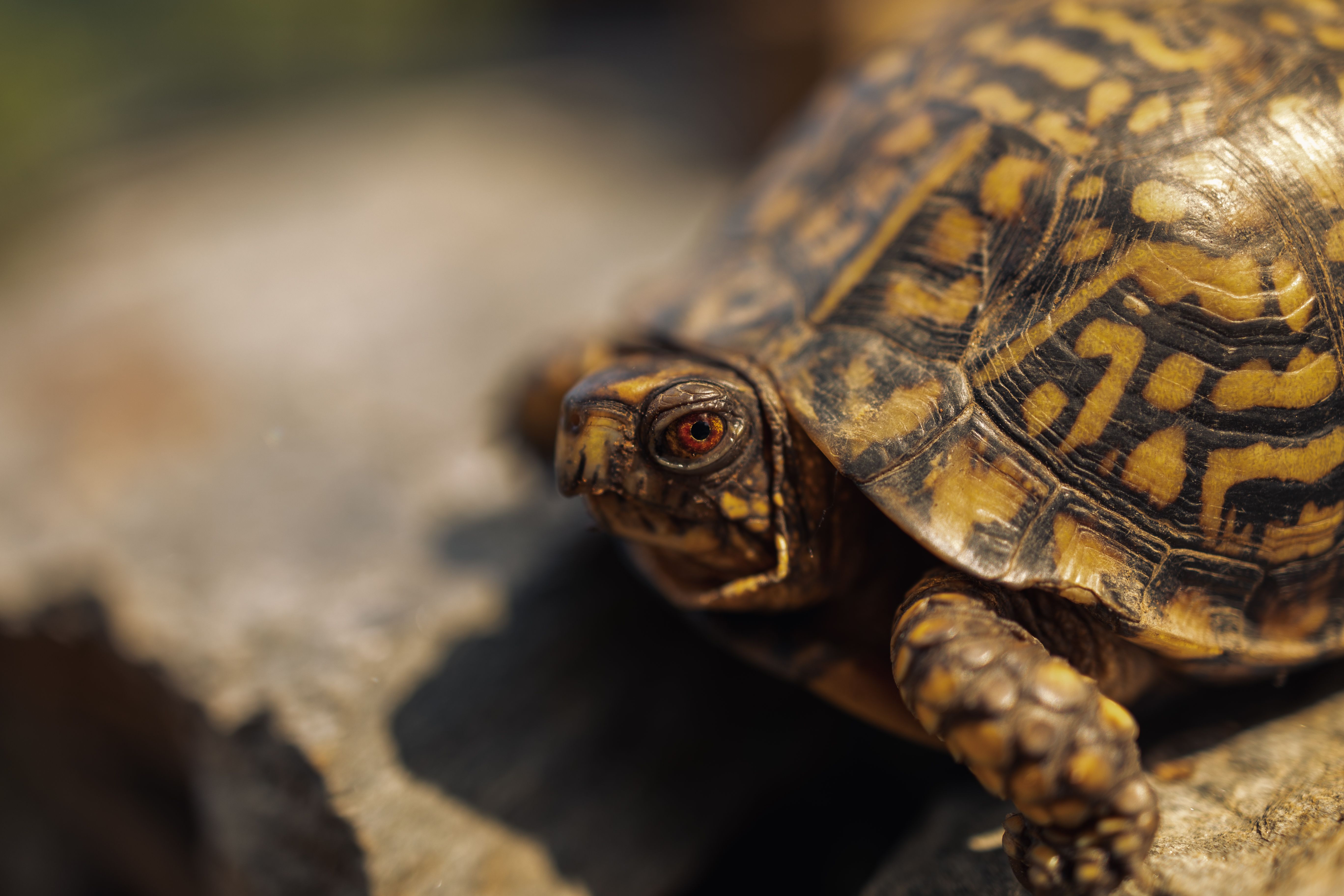 Eastern Box Turtle Close-Up in Gatlinburg · Free Stock Photo