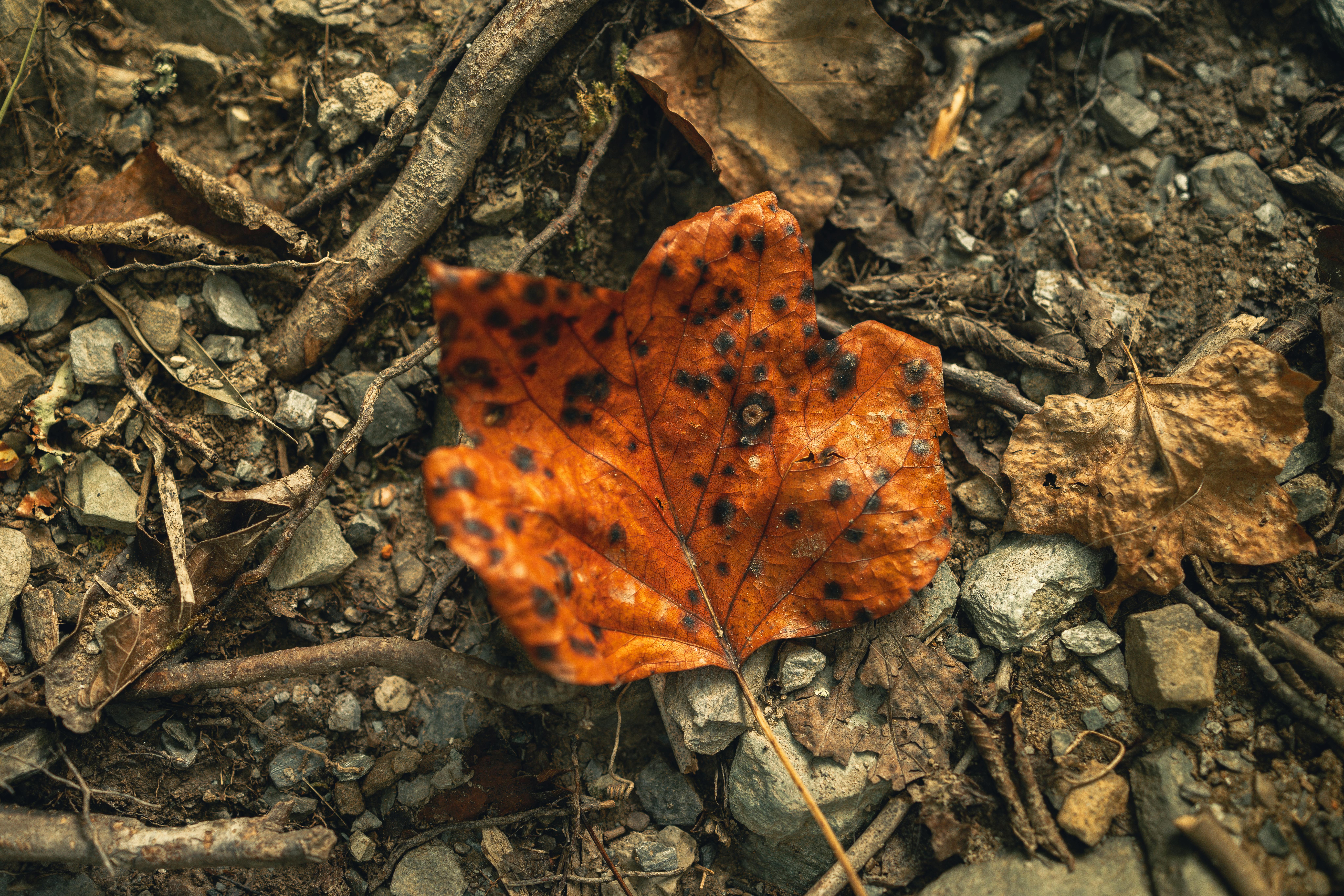 A close-up of a vibrant autumn leaf surrounded by rustic forest debris in Gatlinburg.