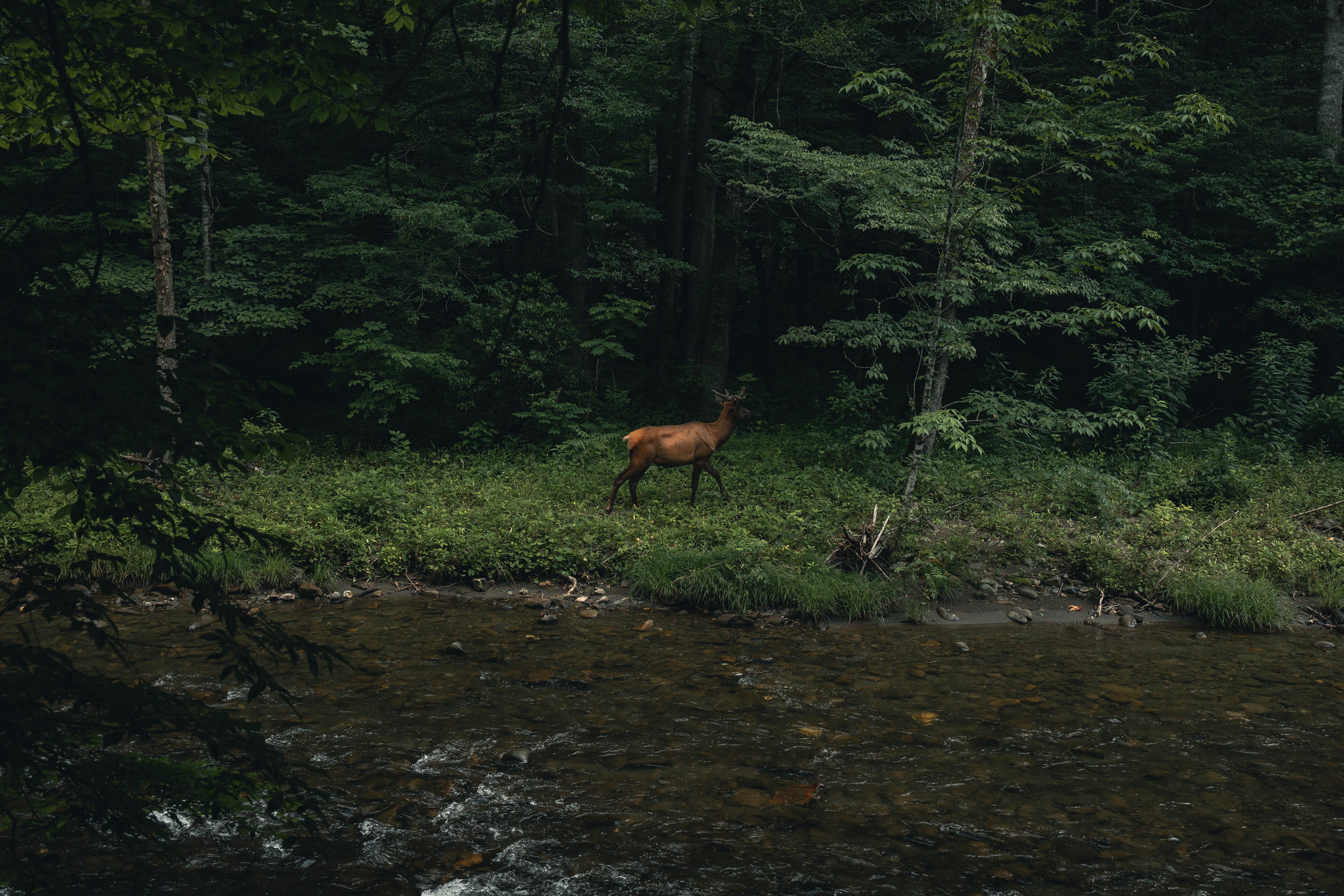 A serene view of an elk walking along a stream in the lush forests of Gatlinburg, Tennessee.