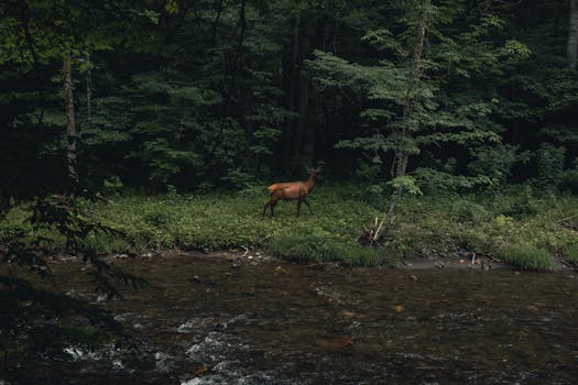 A serene view of an elk walking along a stream in the lush forests of Gatlinburg, Tennessee.