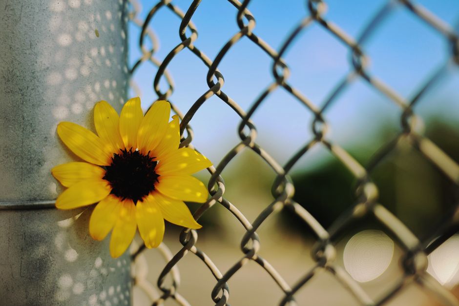 A bright yellow flower blooming on a chain link fence under clear blue skies.
