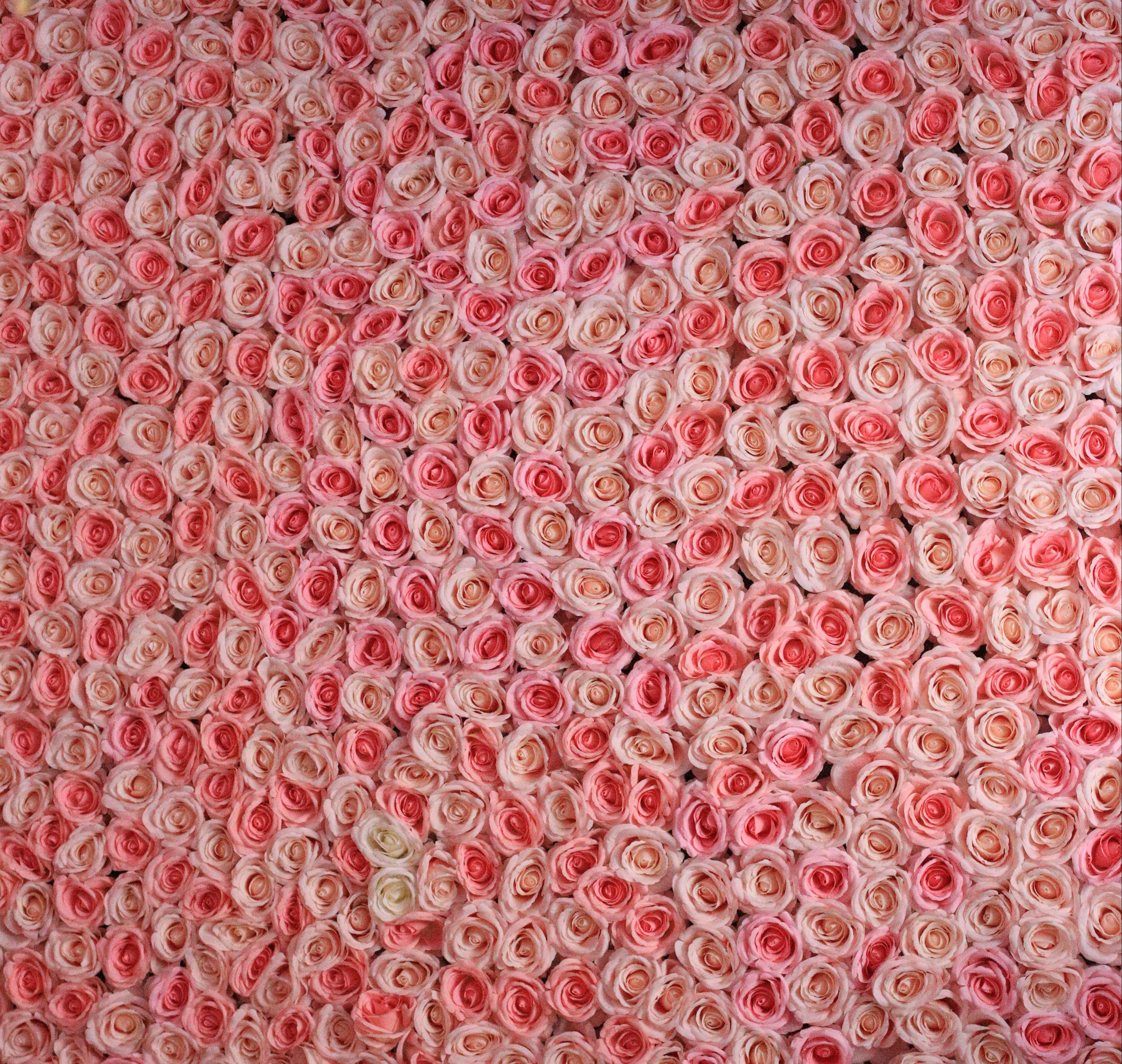 Stunning Pink and White Rose Pattern Background · Free Stock Photo