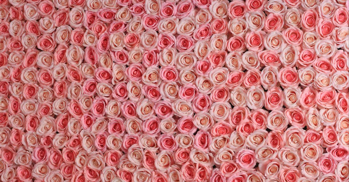 Stunning Pink and White Rose Pattern Background · Free Stock Photo