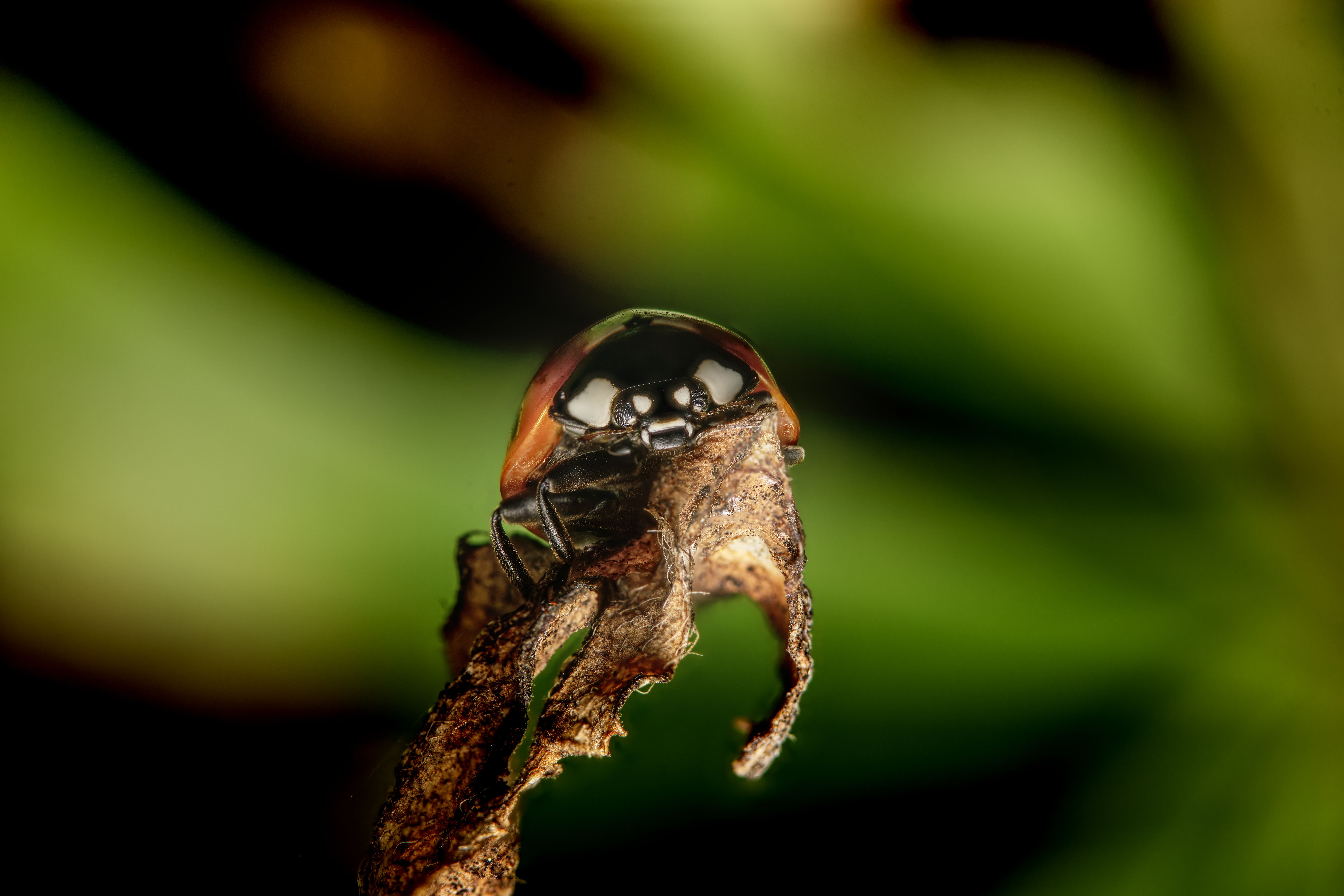Leaf Top Black main image 1
