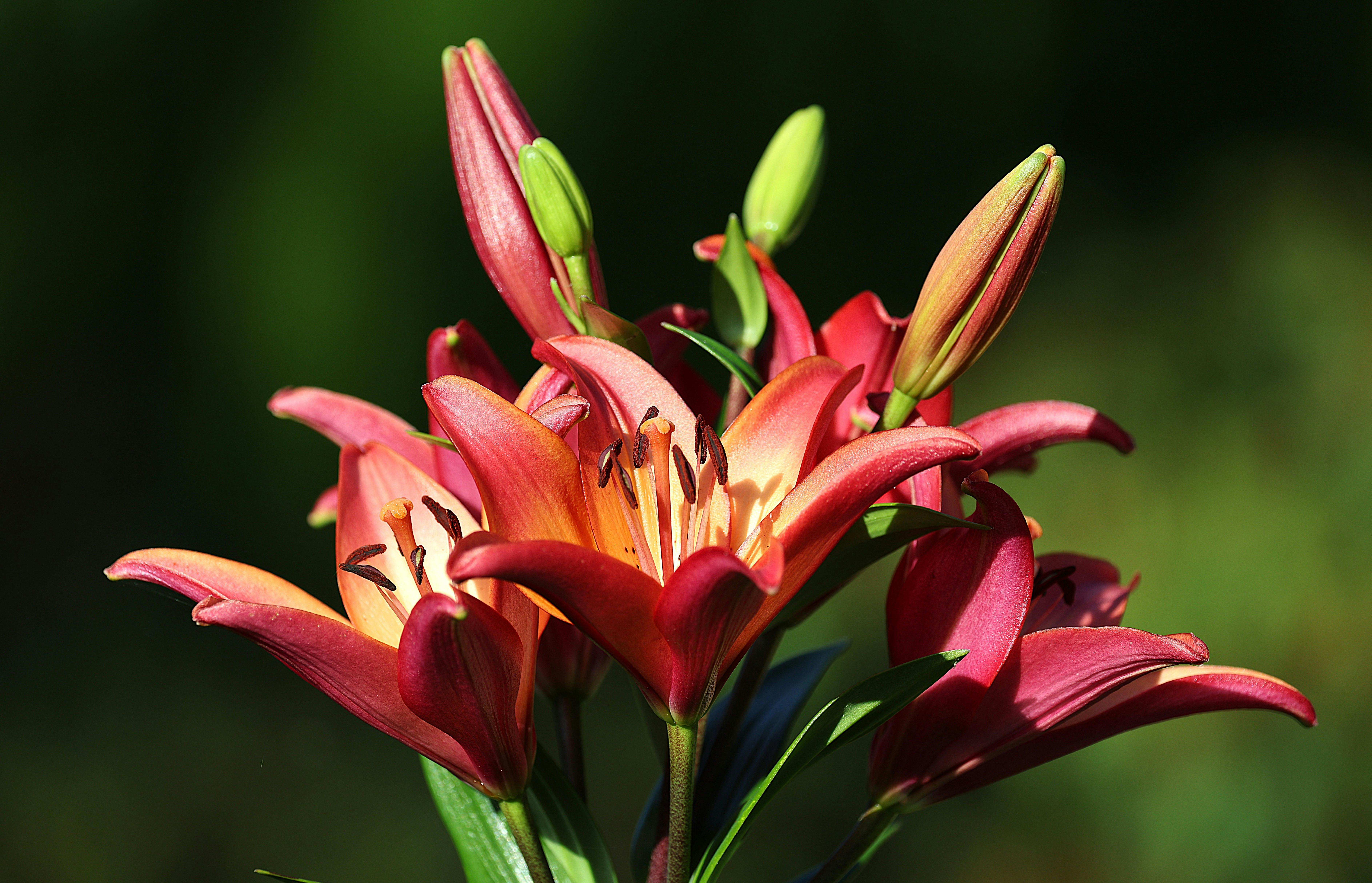 Bright red Asiatic lilies blooming in a garden outdoors, capturing summer's beauty.