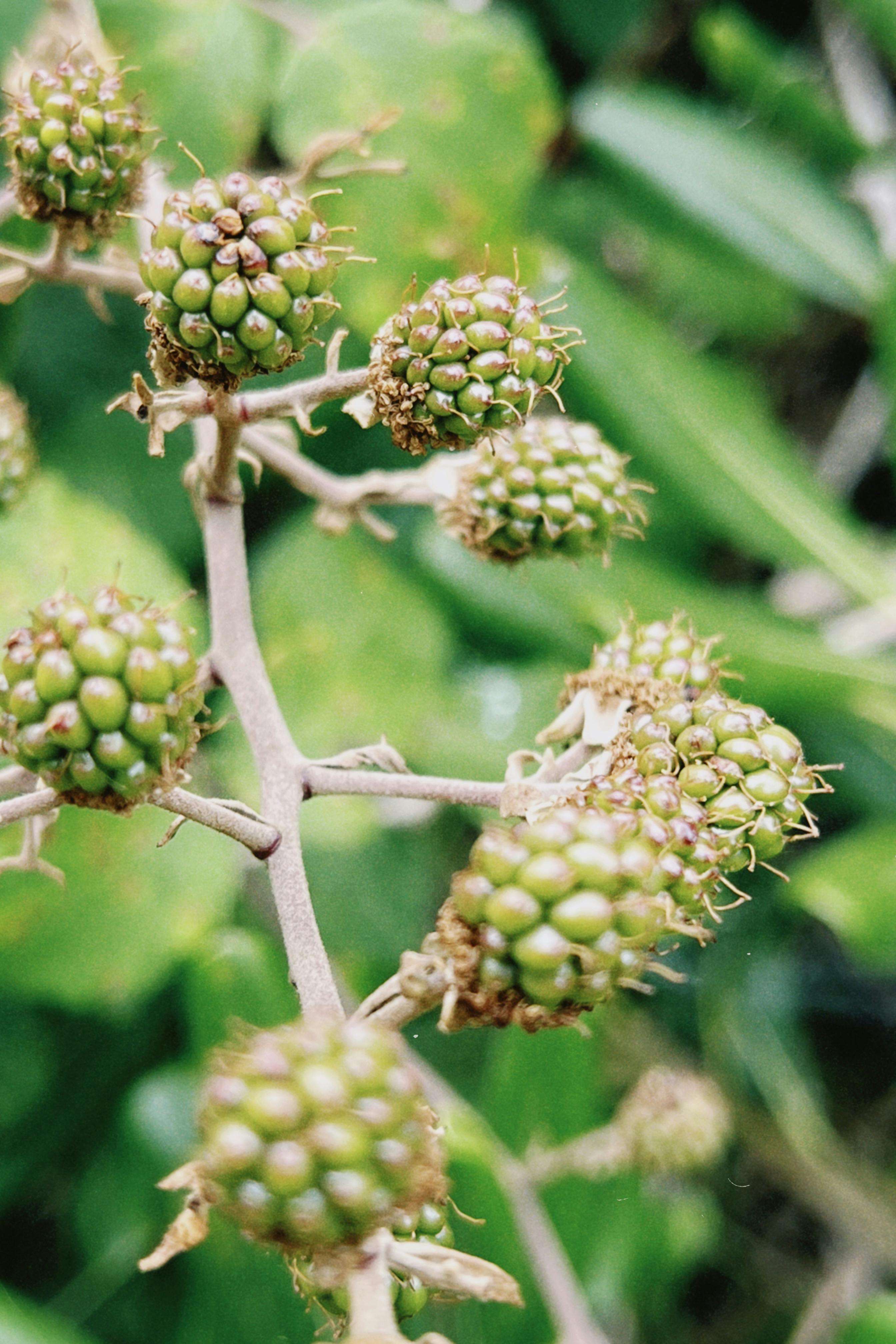 Macro shot of green unripe berries with natural blurred background, ideal for nature themes.