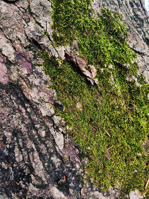 Free Detailed view of textured tree bark with vibrant green moss growth. Nature's intricate beauty. Stock Photo