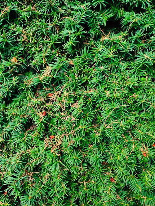 Free Close-up of dense green foliage with a rich texture and vibrant colors, ideal for nature backgrounds. Stock Photo